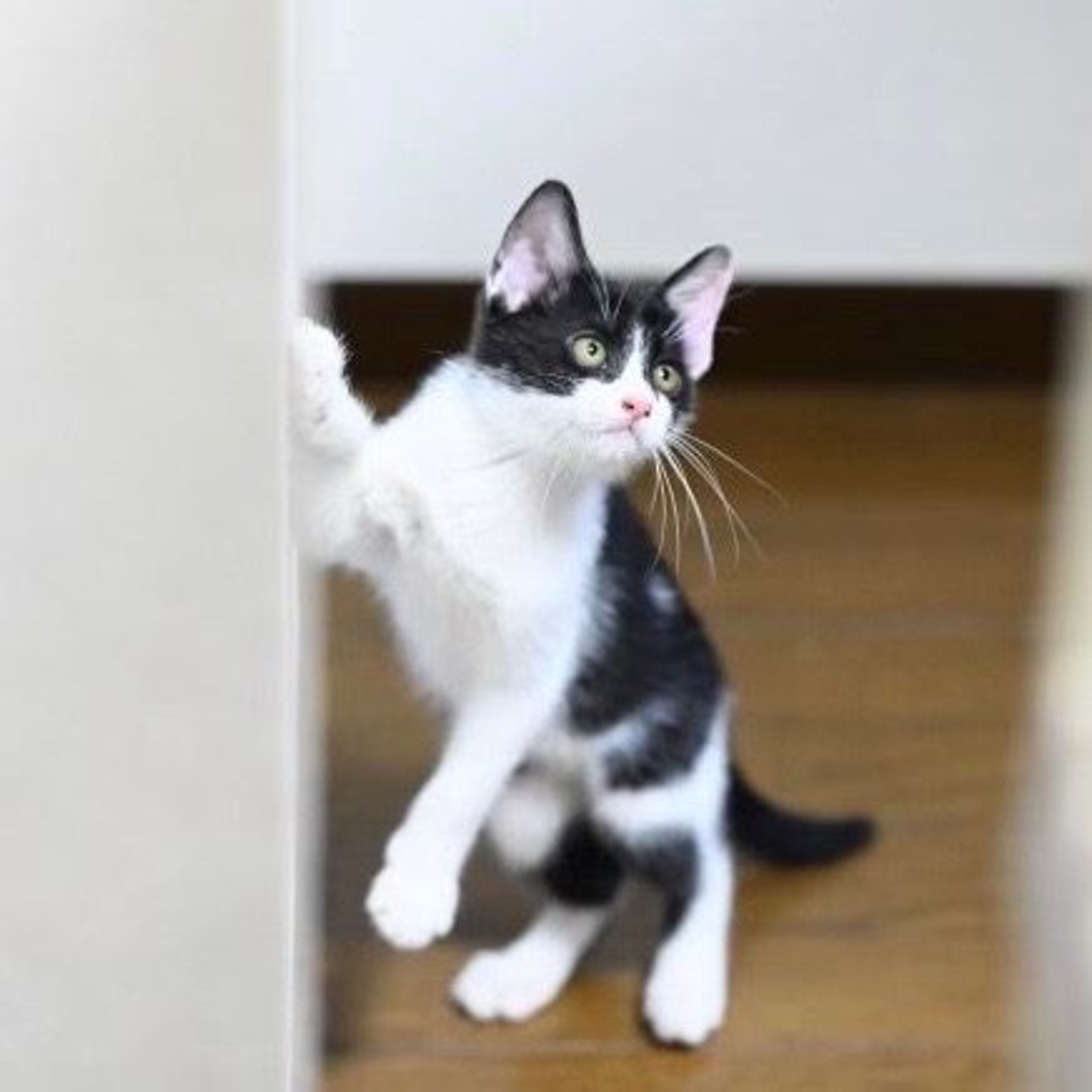 pet-image-5