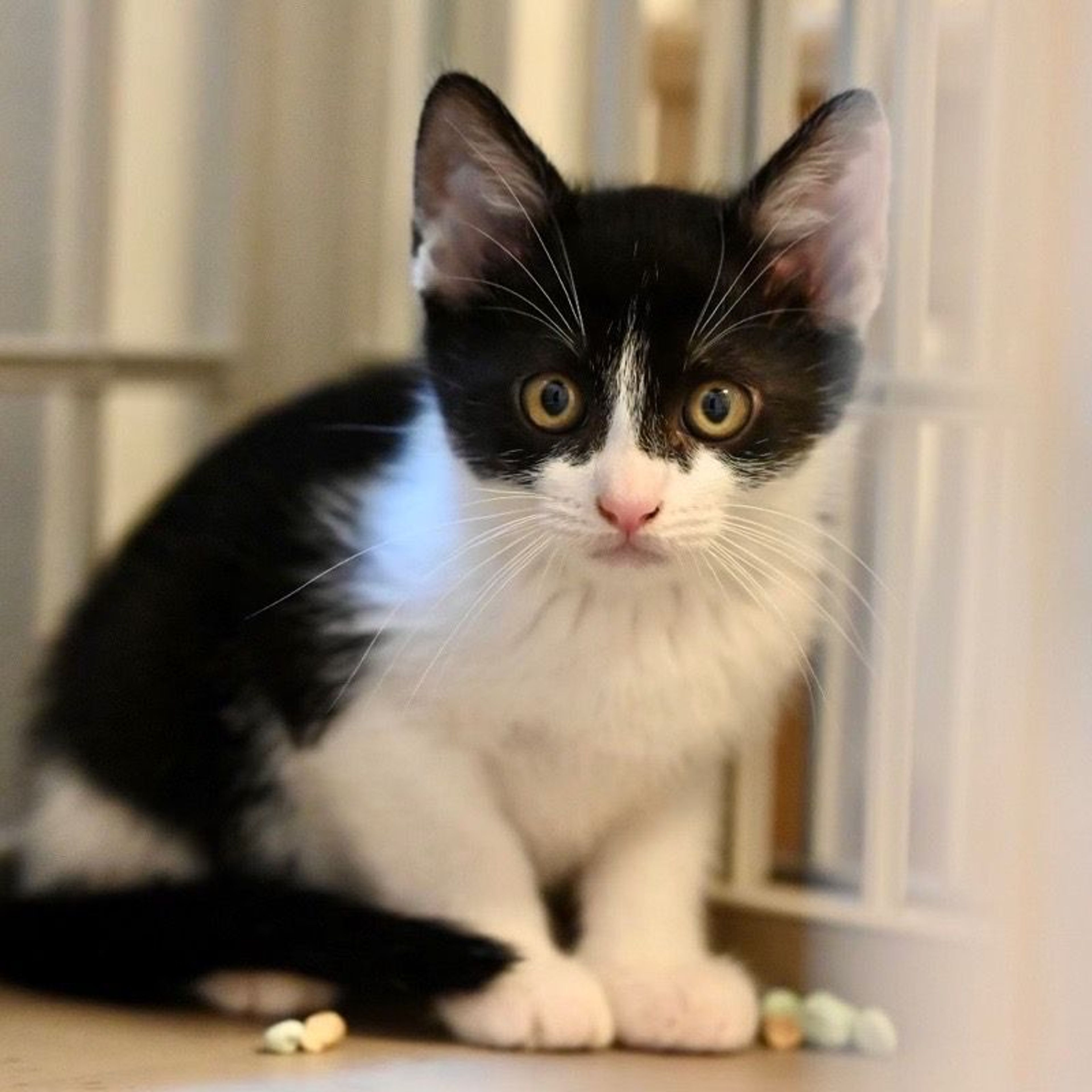 pet-image-6
