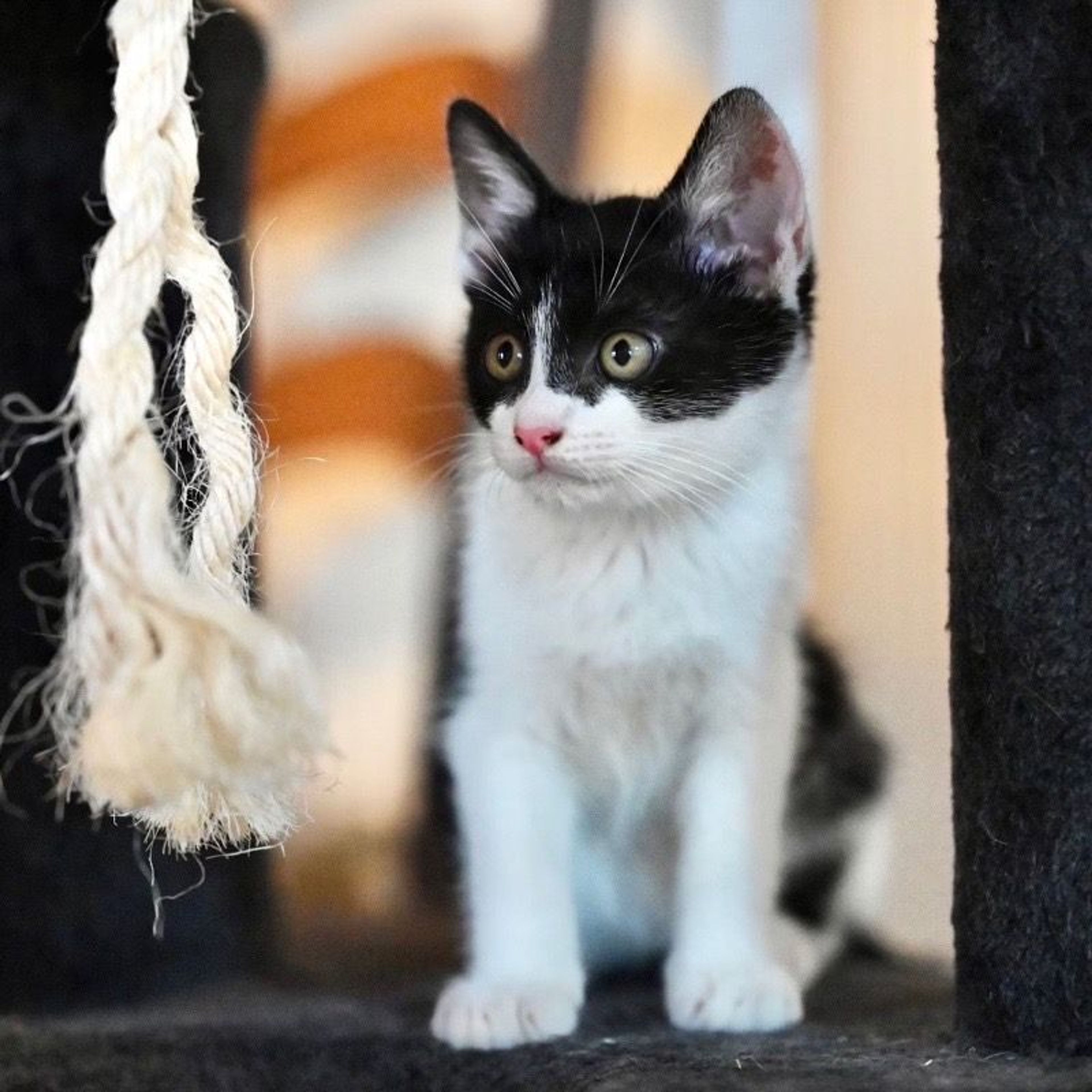 pet-image-7