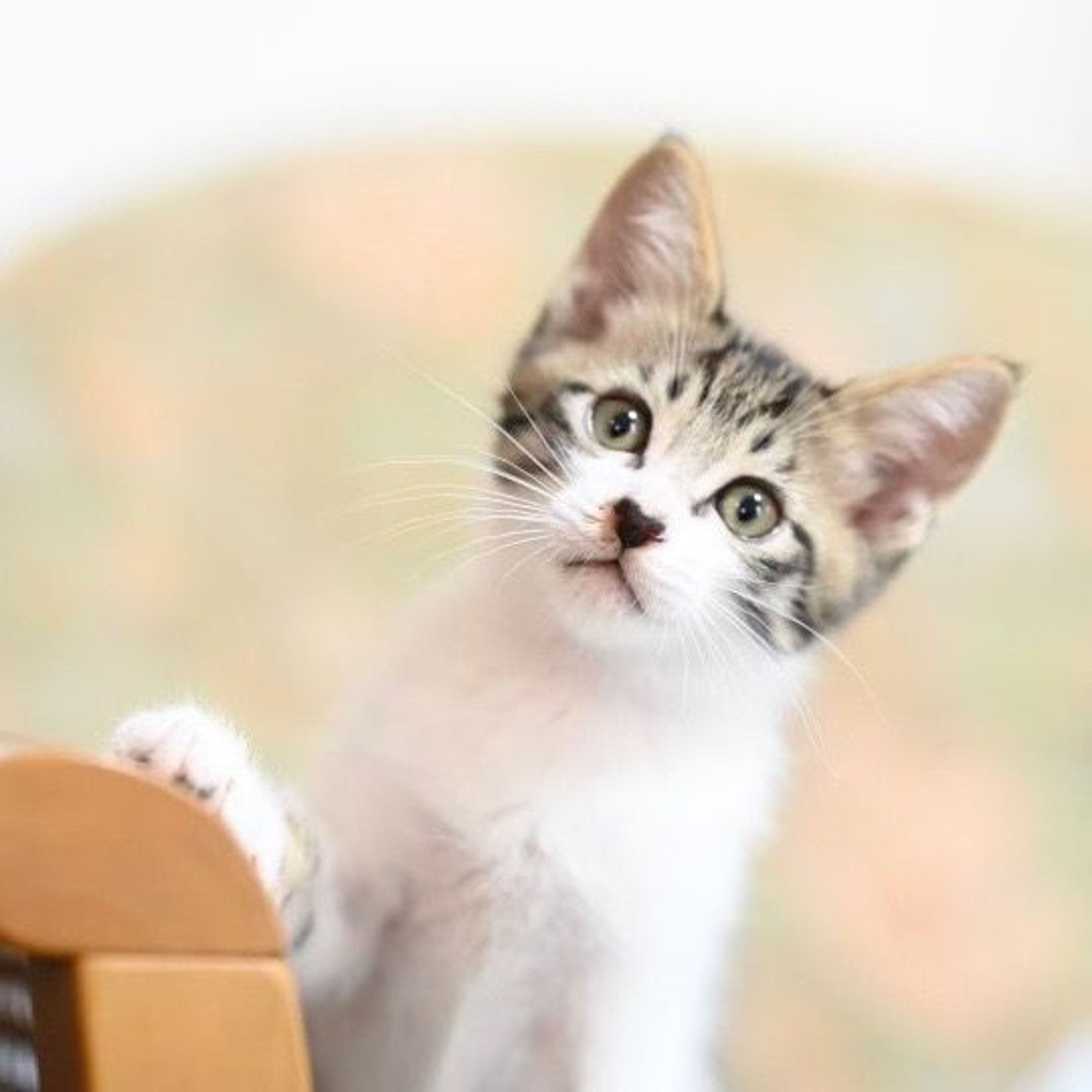 雑種（ミックス猫）・オスの里親募集の写真