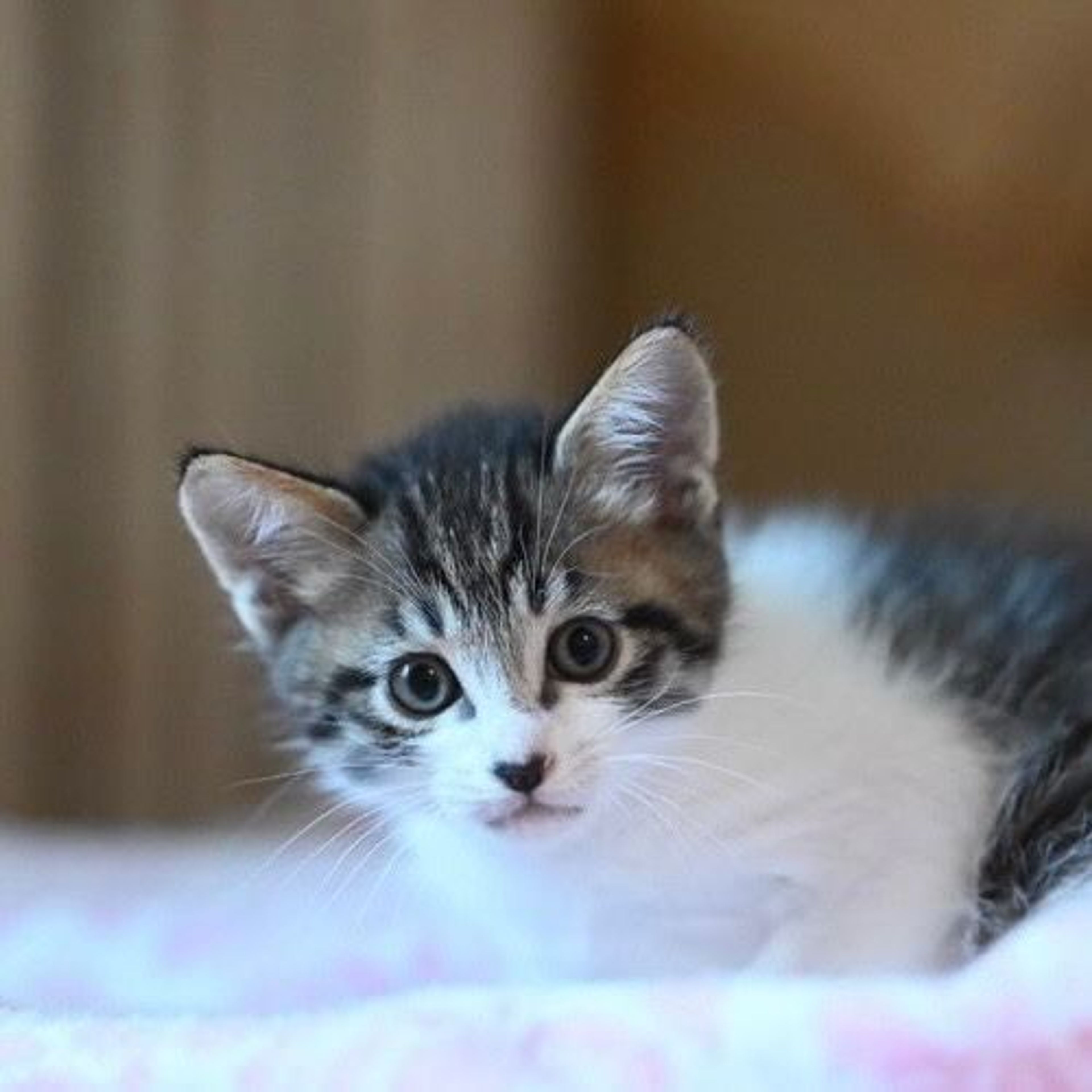 pet-image-4