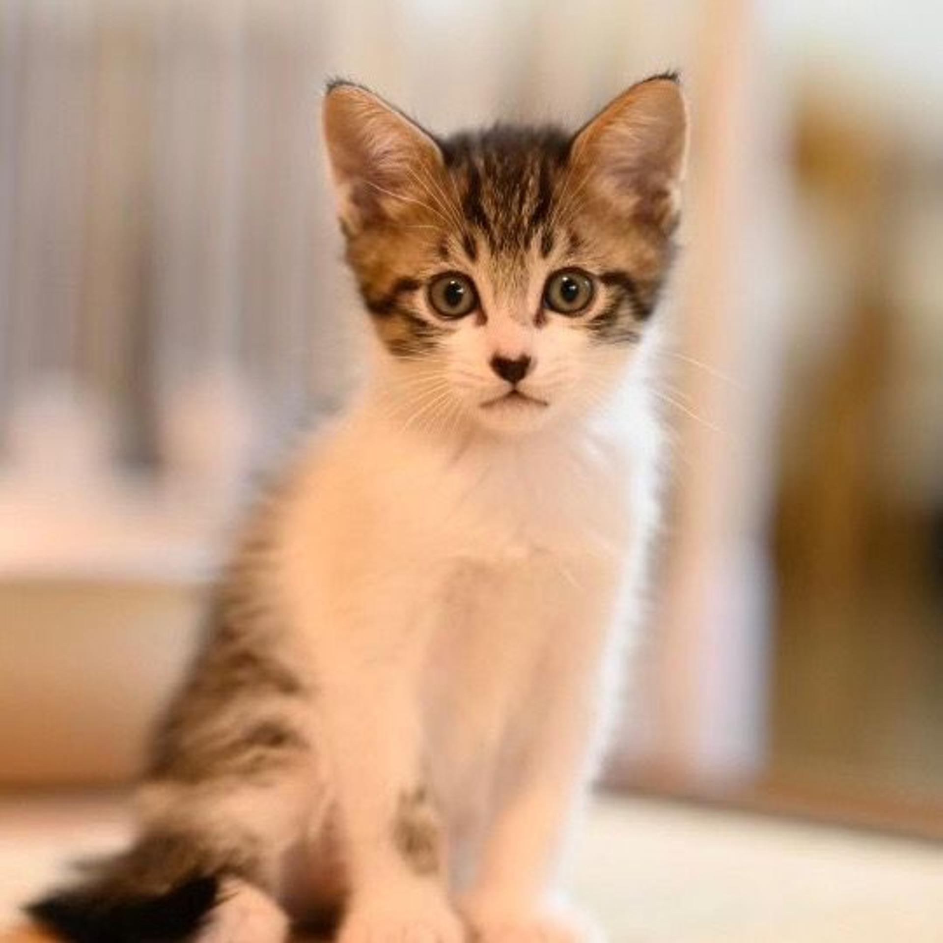 pet-image-5