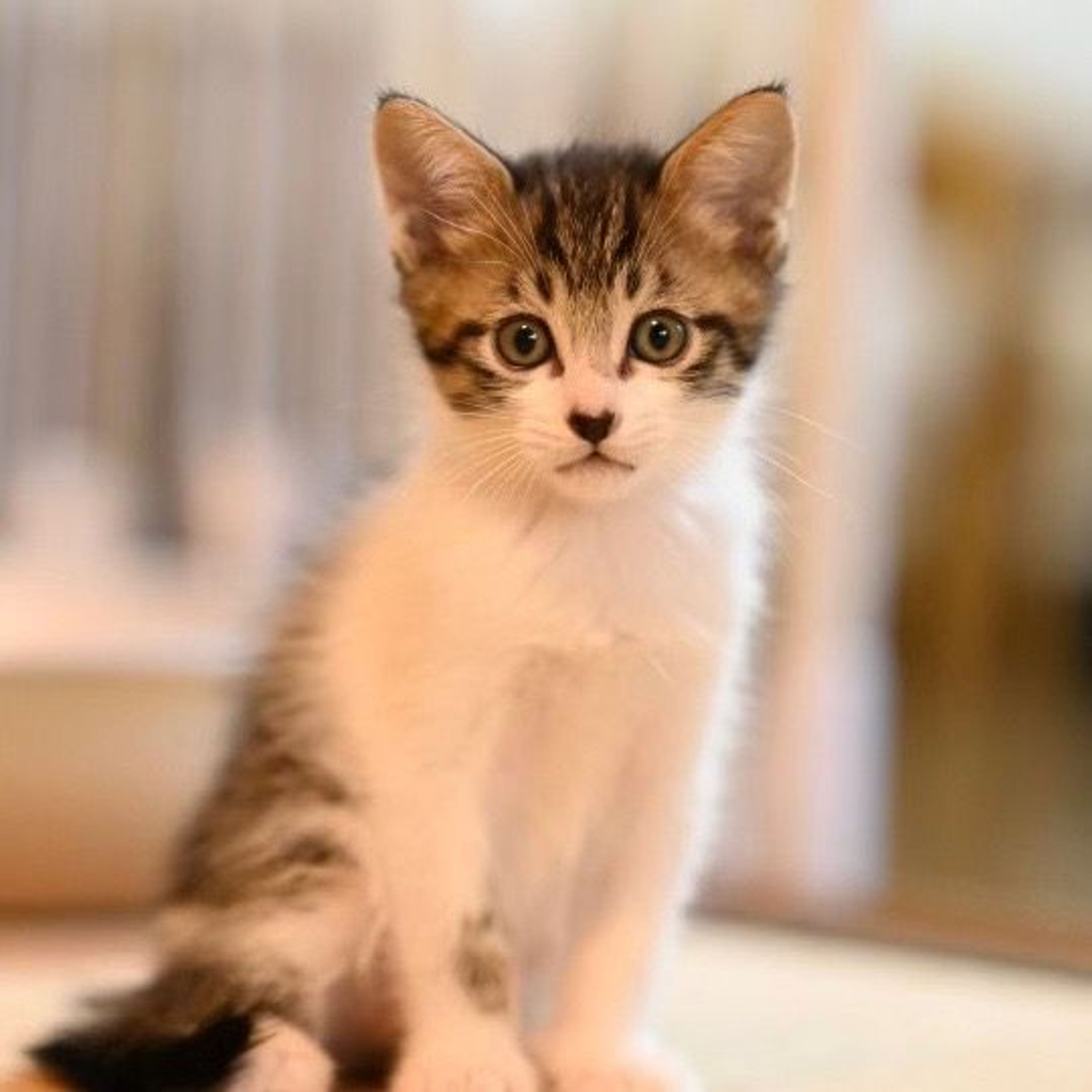 pet-image-5