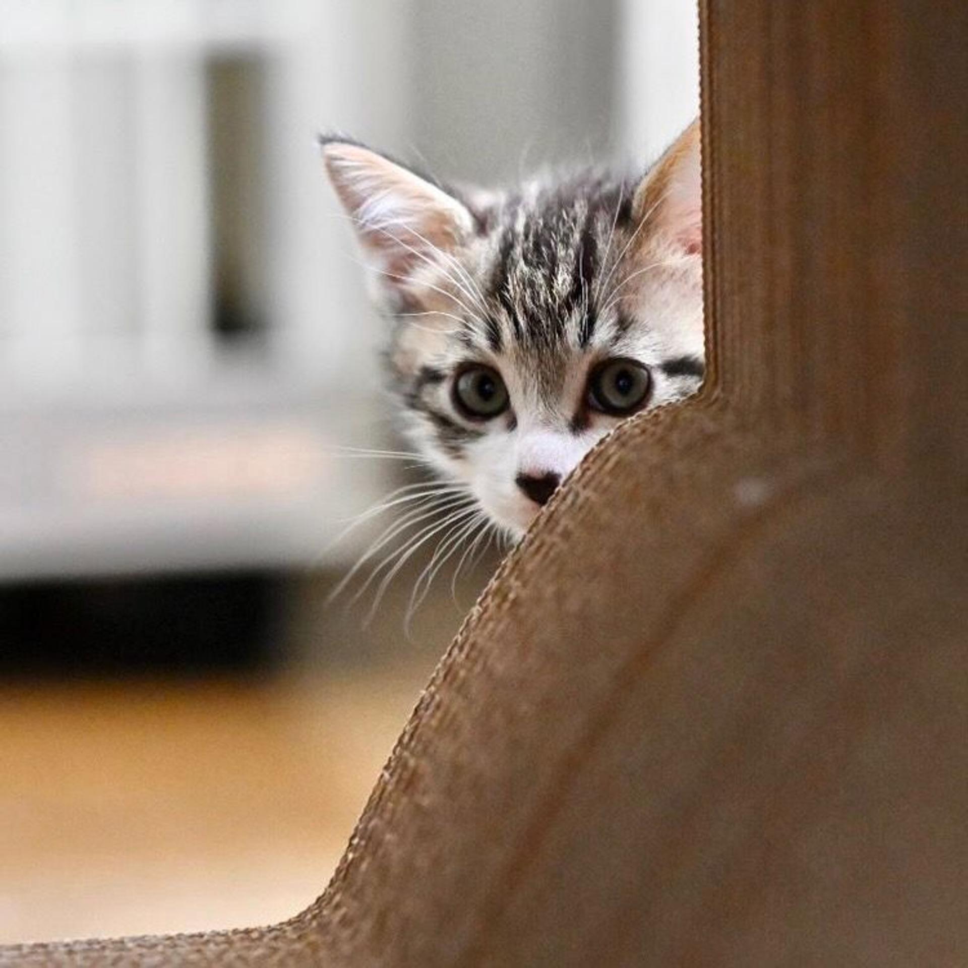 pet-image-6