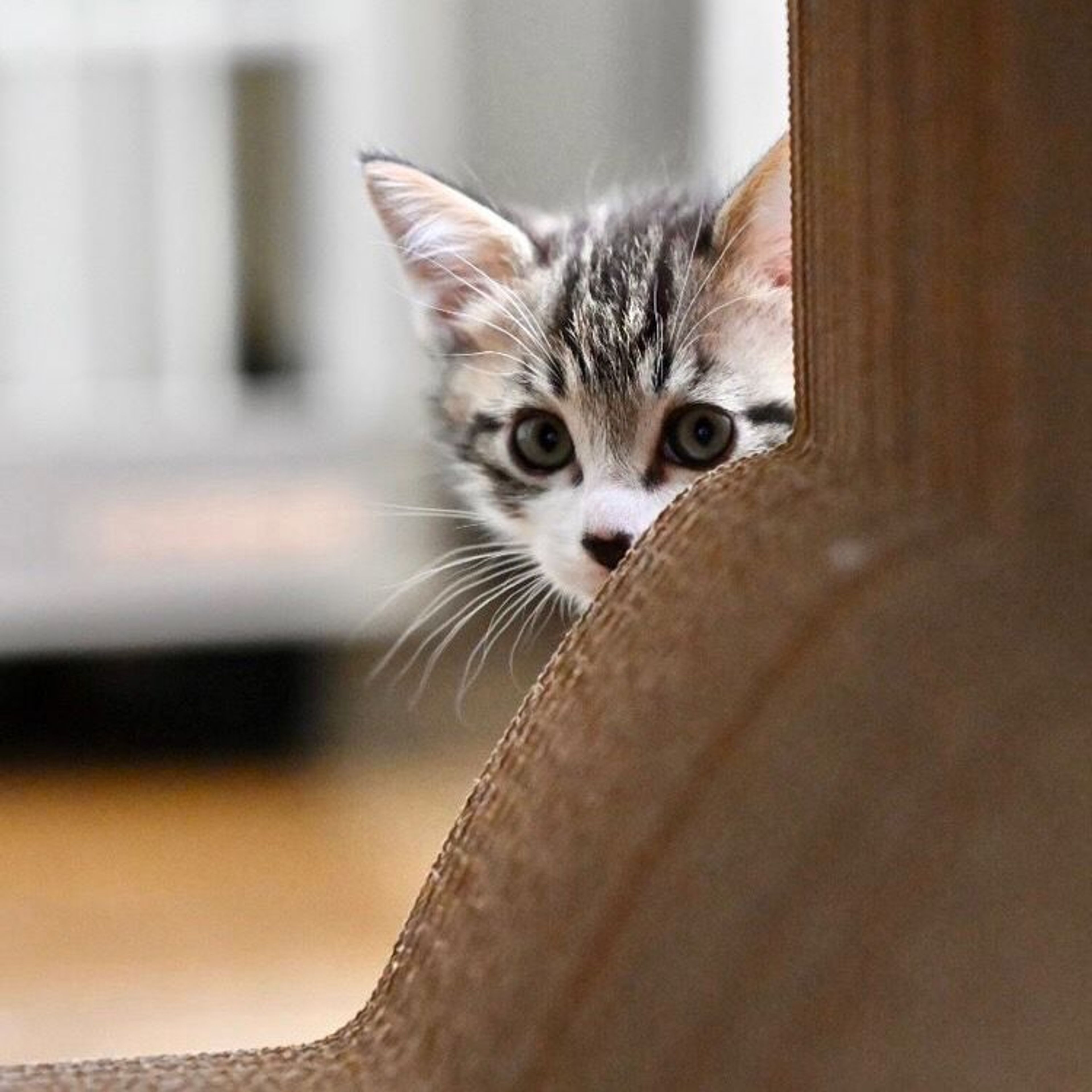 pet-image-6