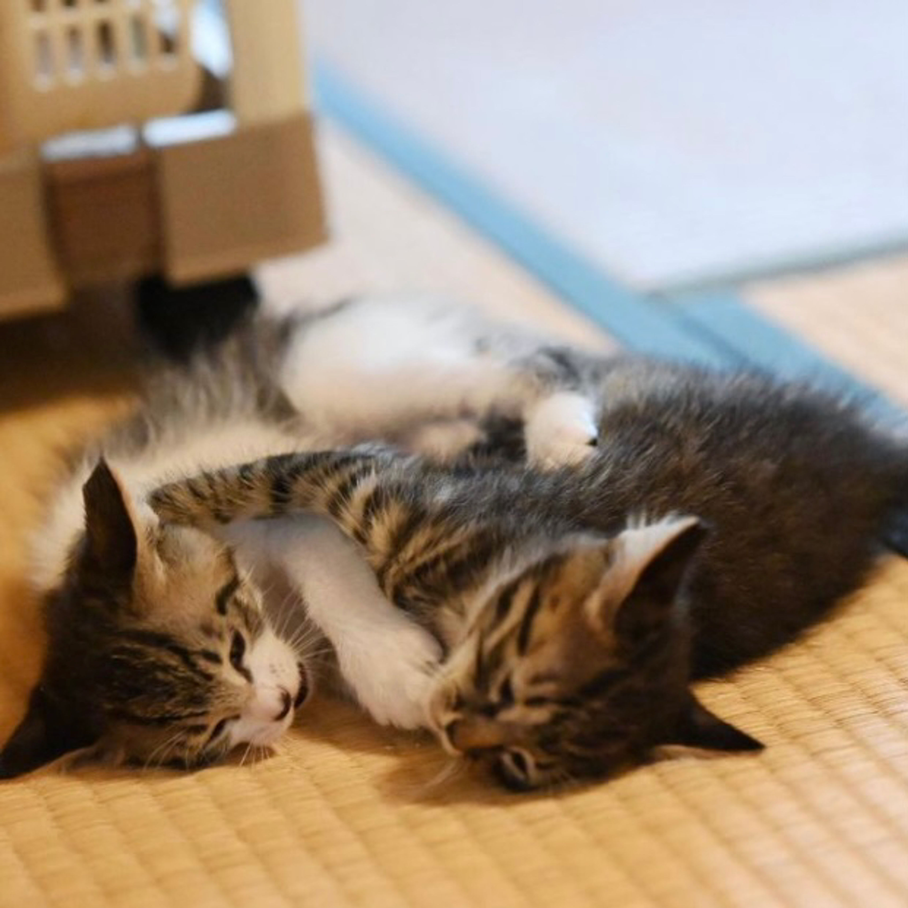 pet-image-7