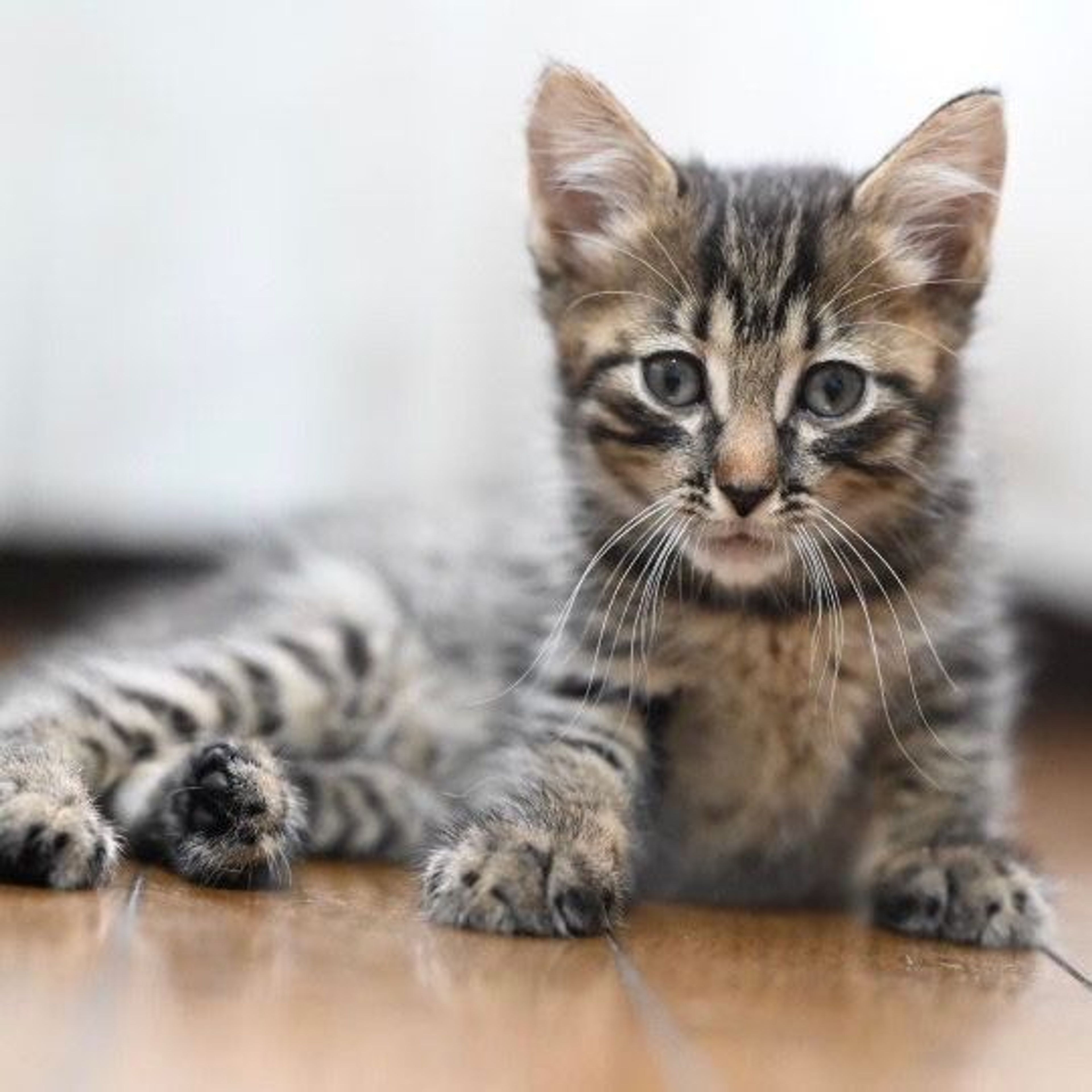 雑種（ミックス猫）・オスの里親募集の写真
