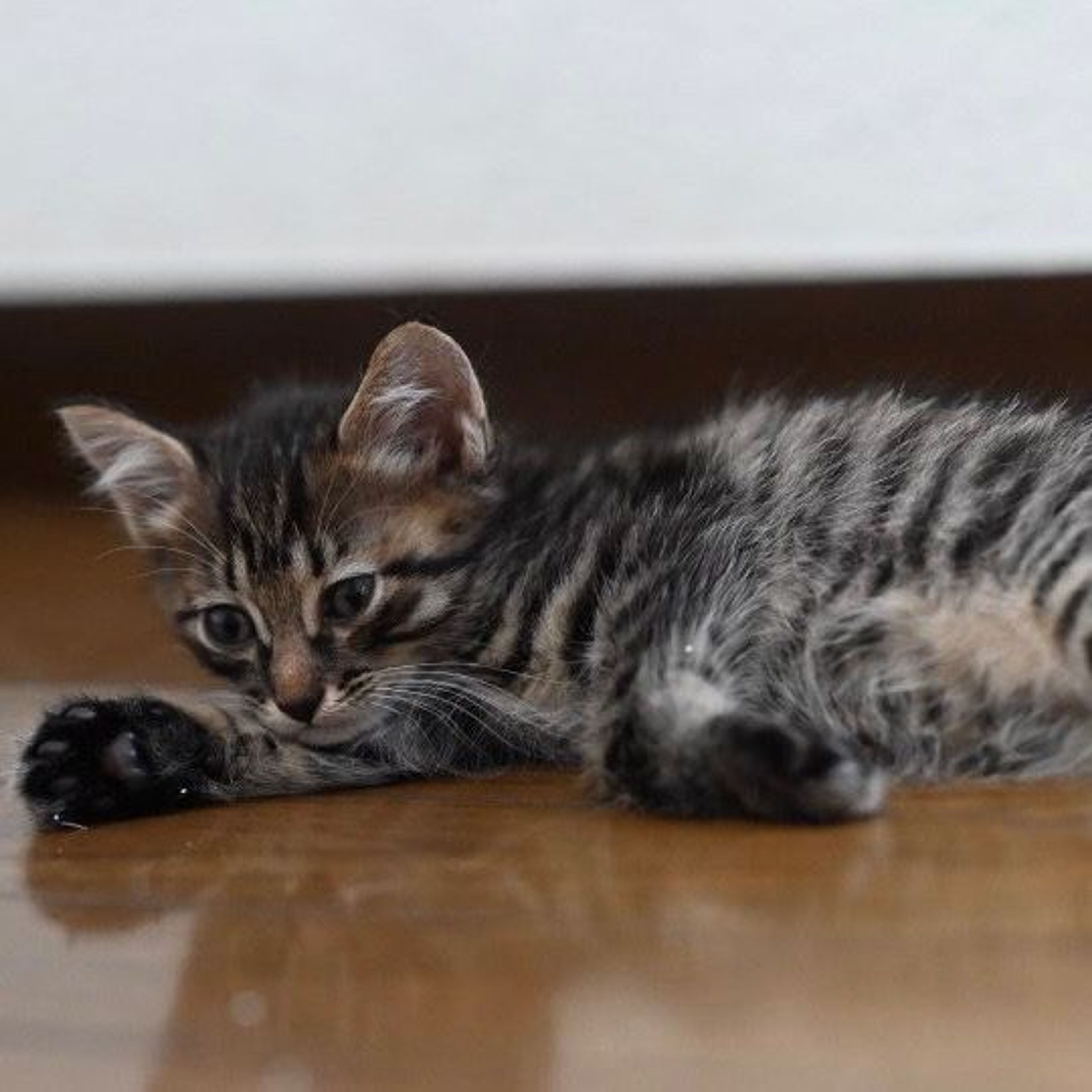 pet-image-3