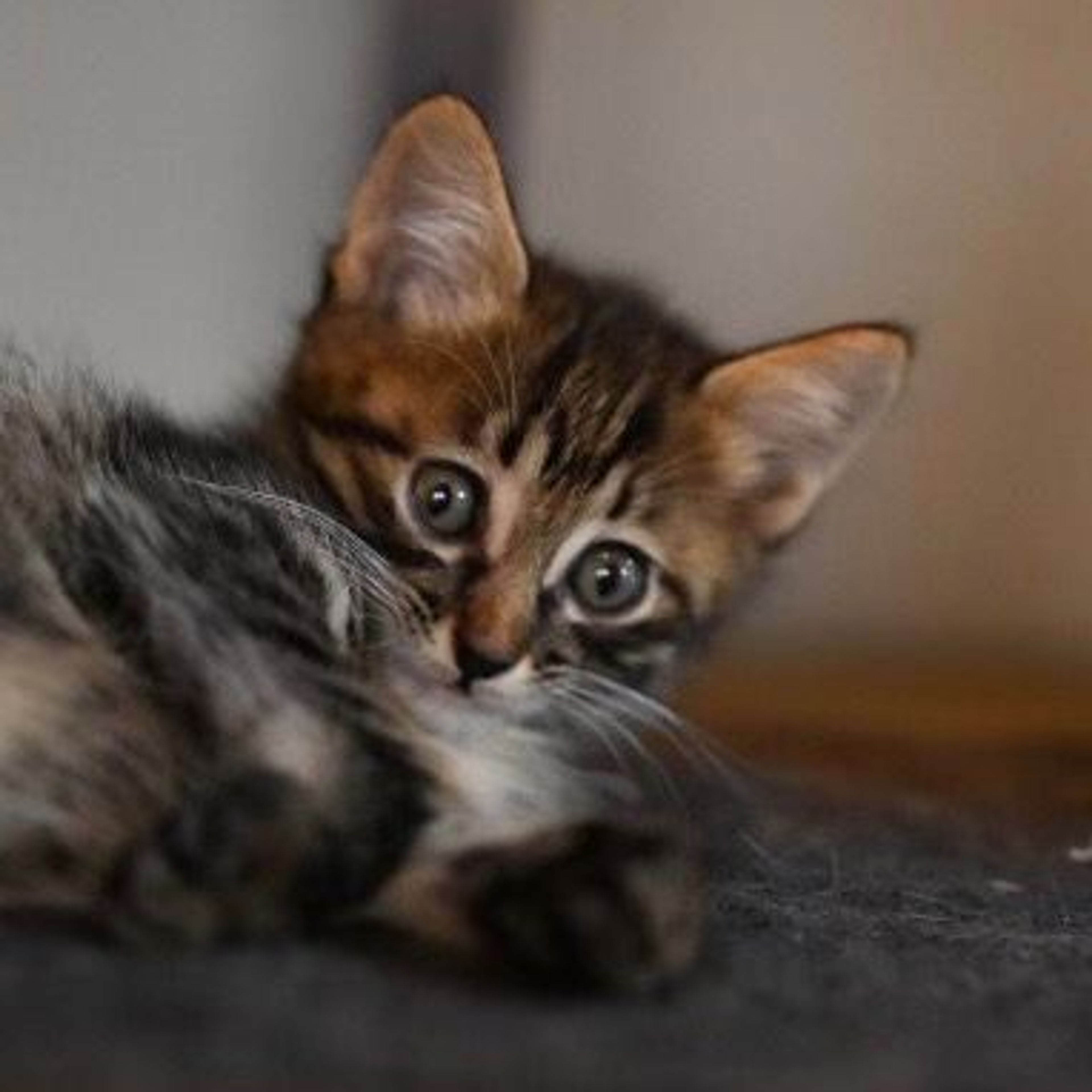 pet-image-4