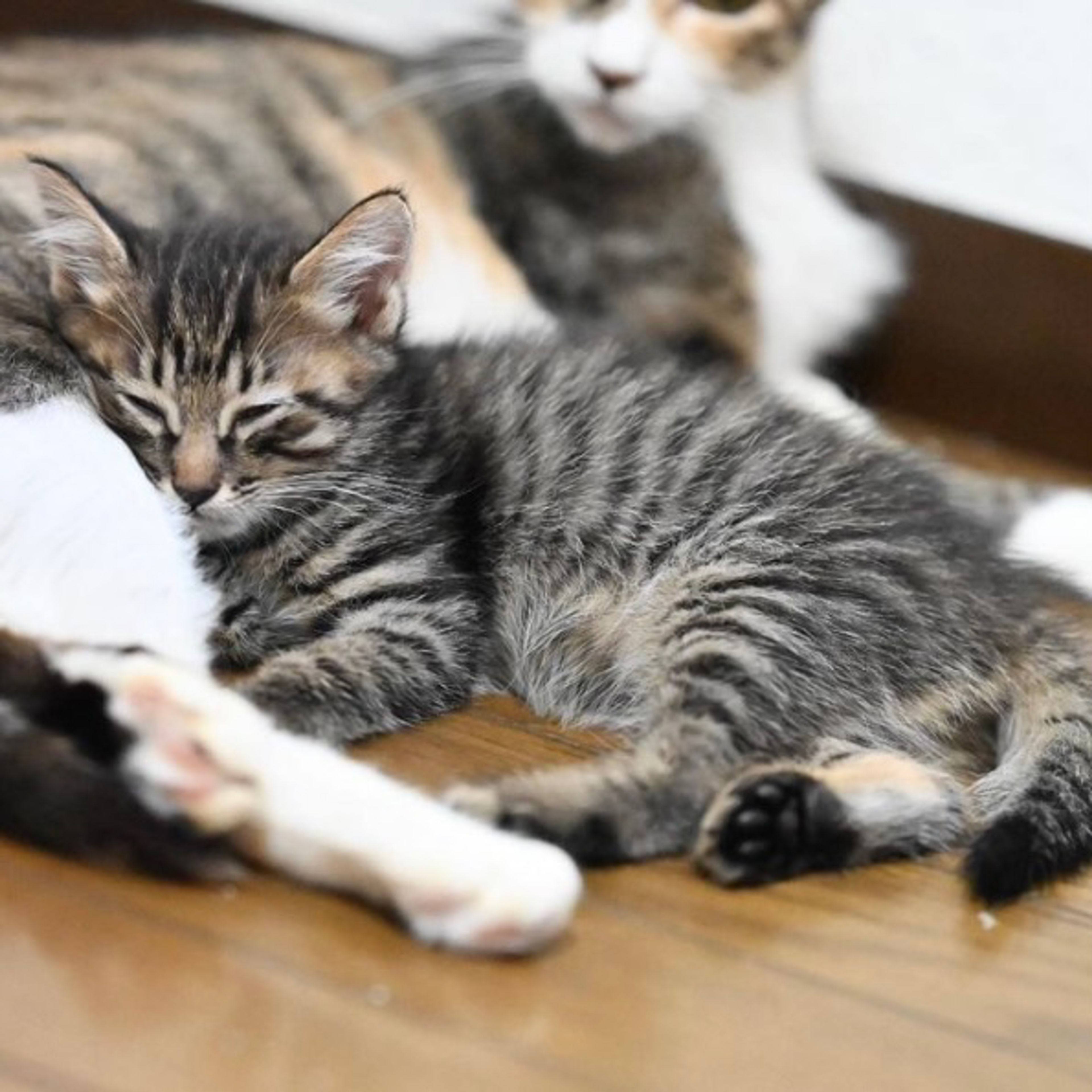 pet-image-5