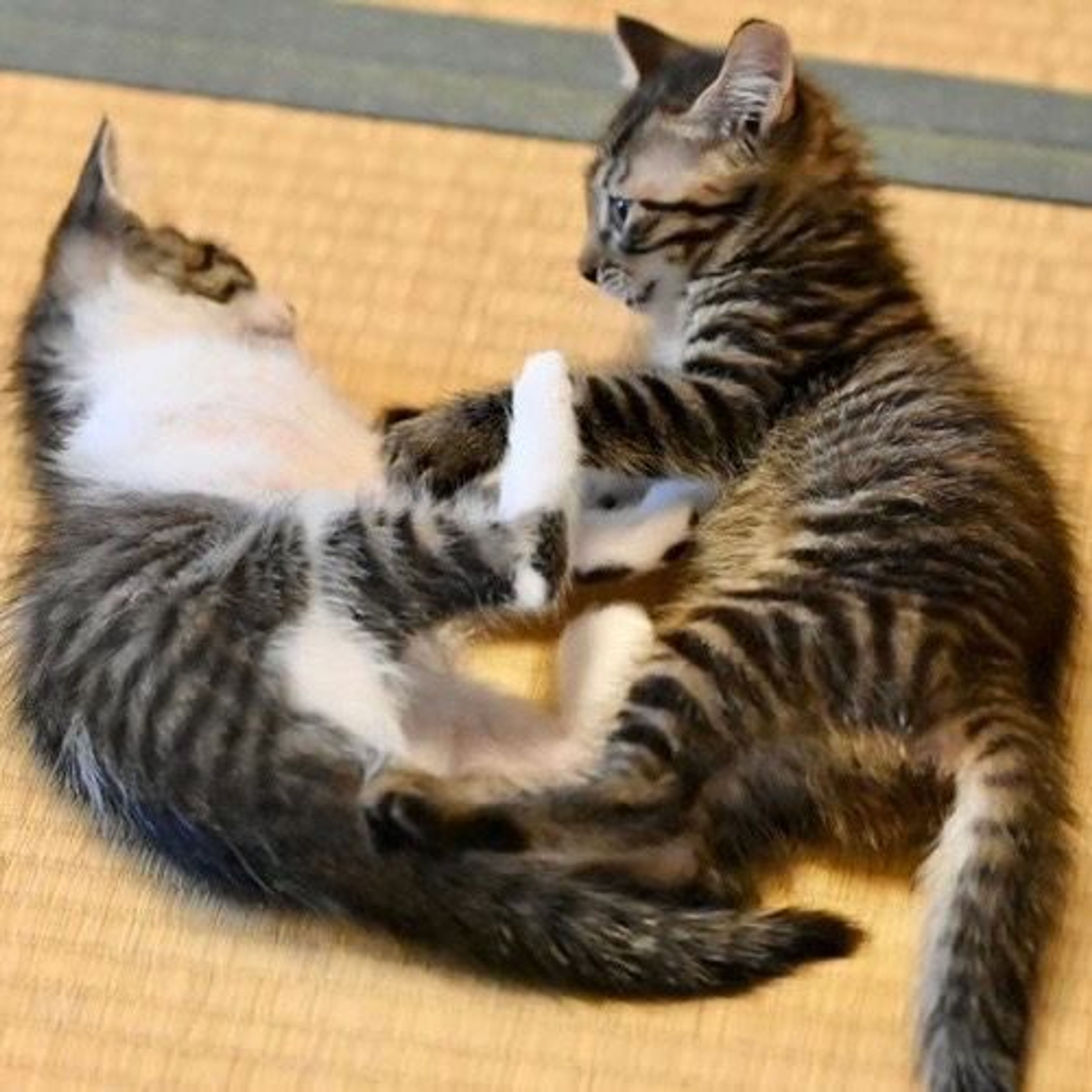 pet-image-7