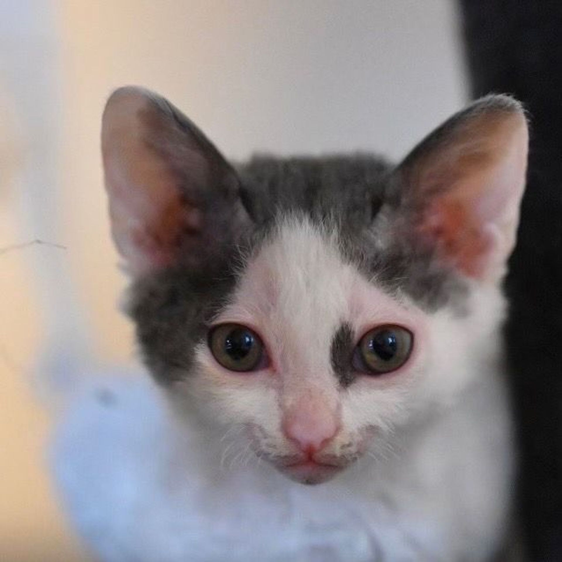 雑種（ミックス猫）・メスの里親募集の写真