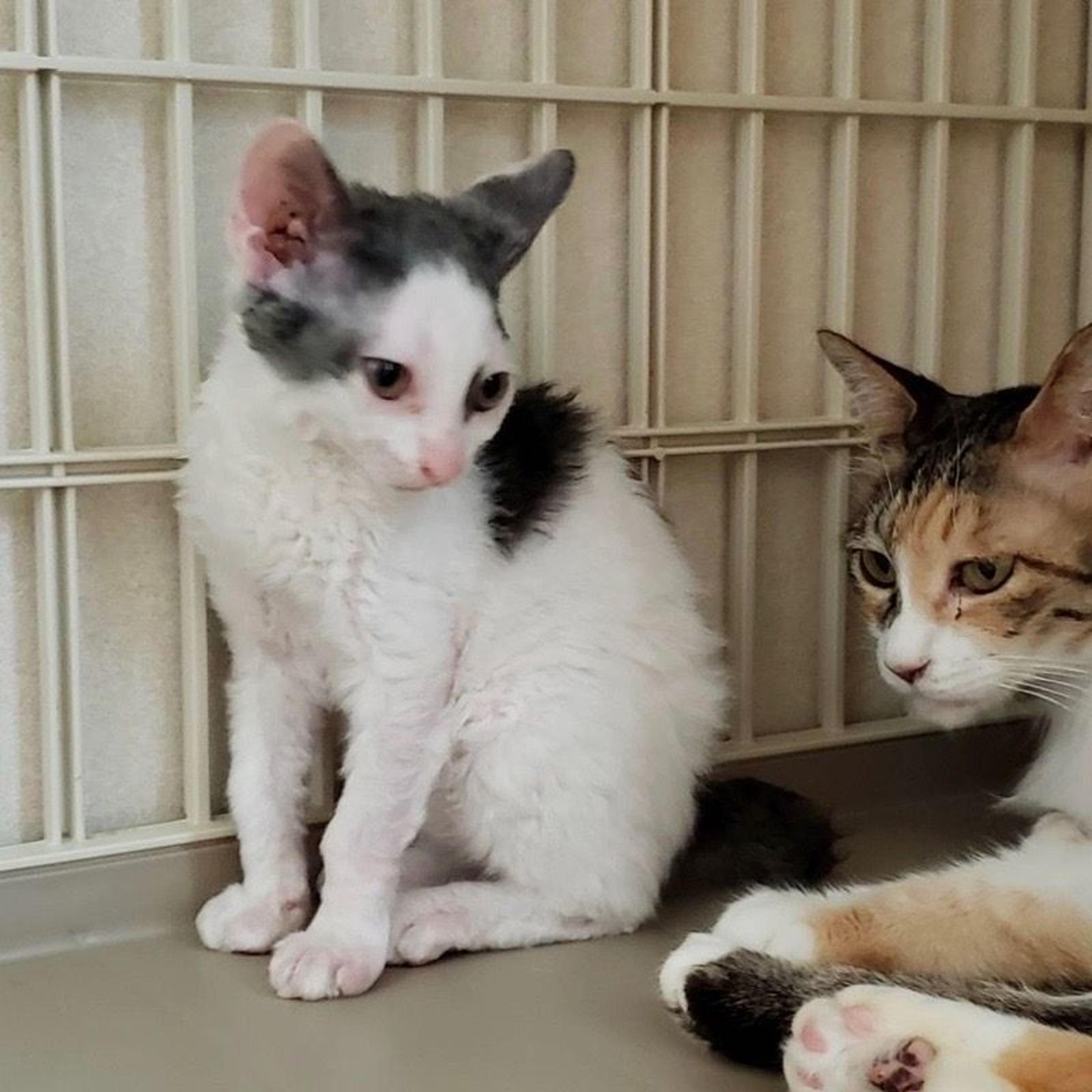 pet-image-2