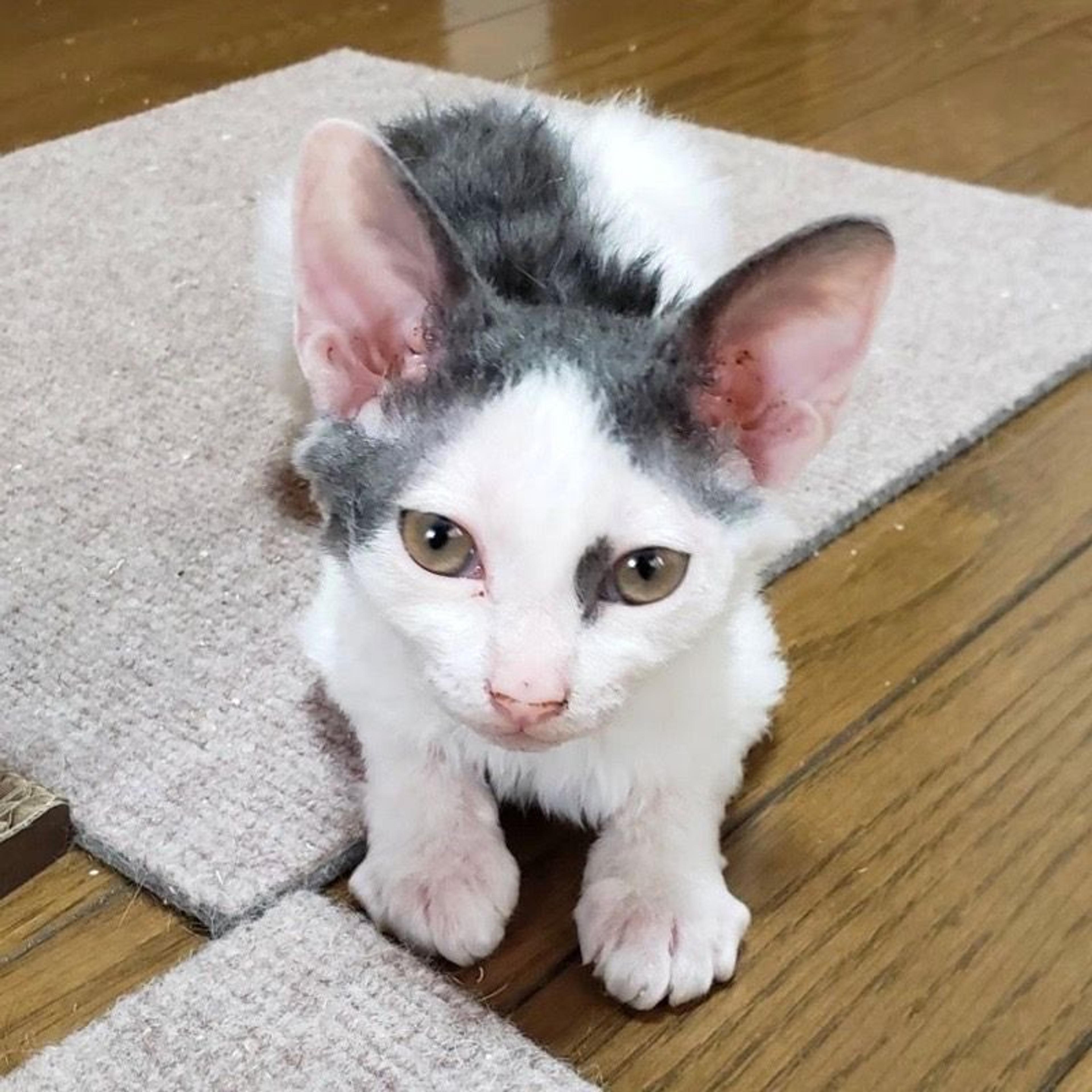 pet-image-3