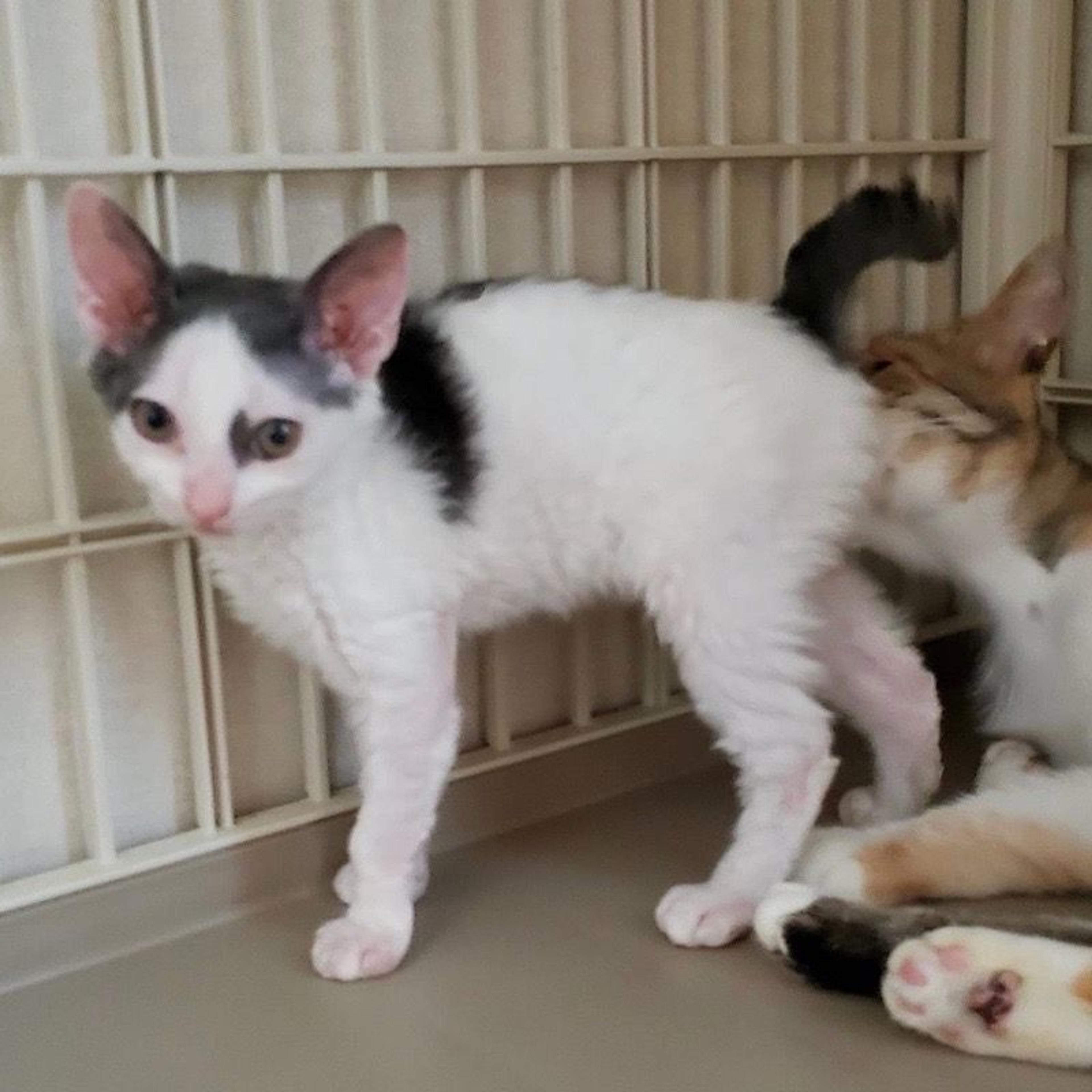 pet-image-4