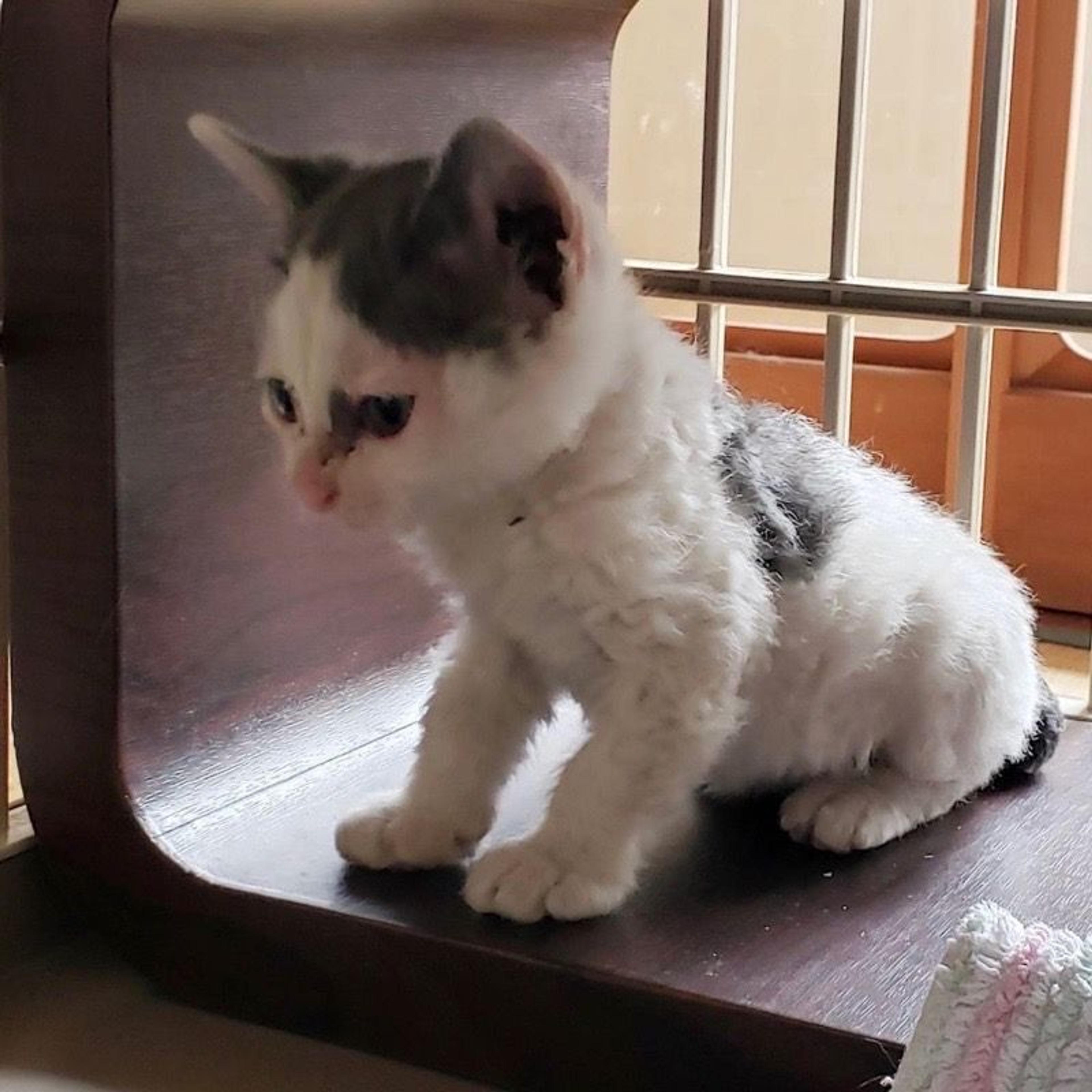 pet-image-5