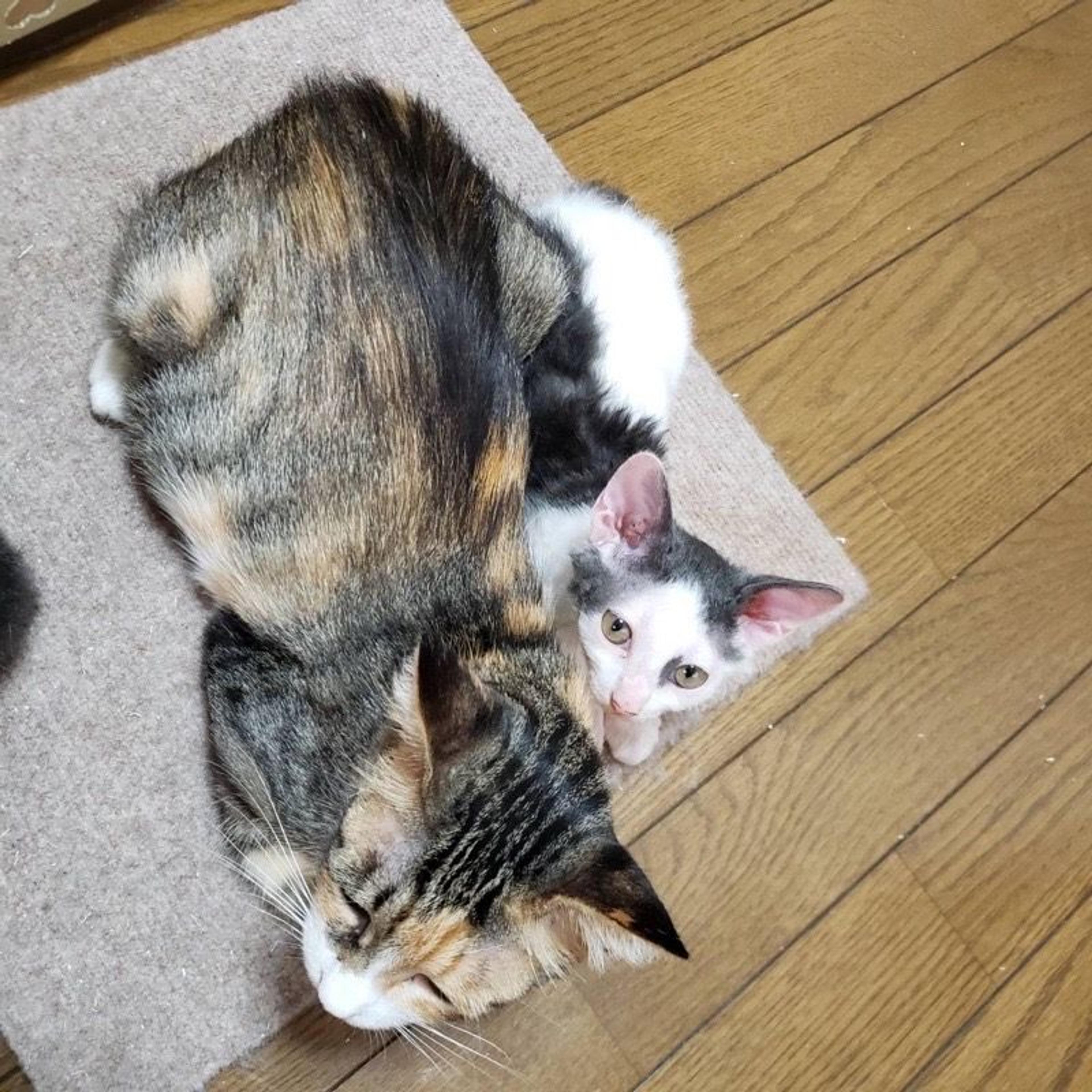 pet-image-6