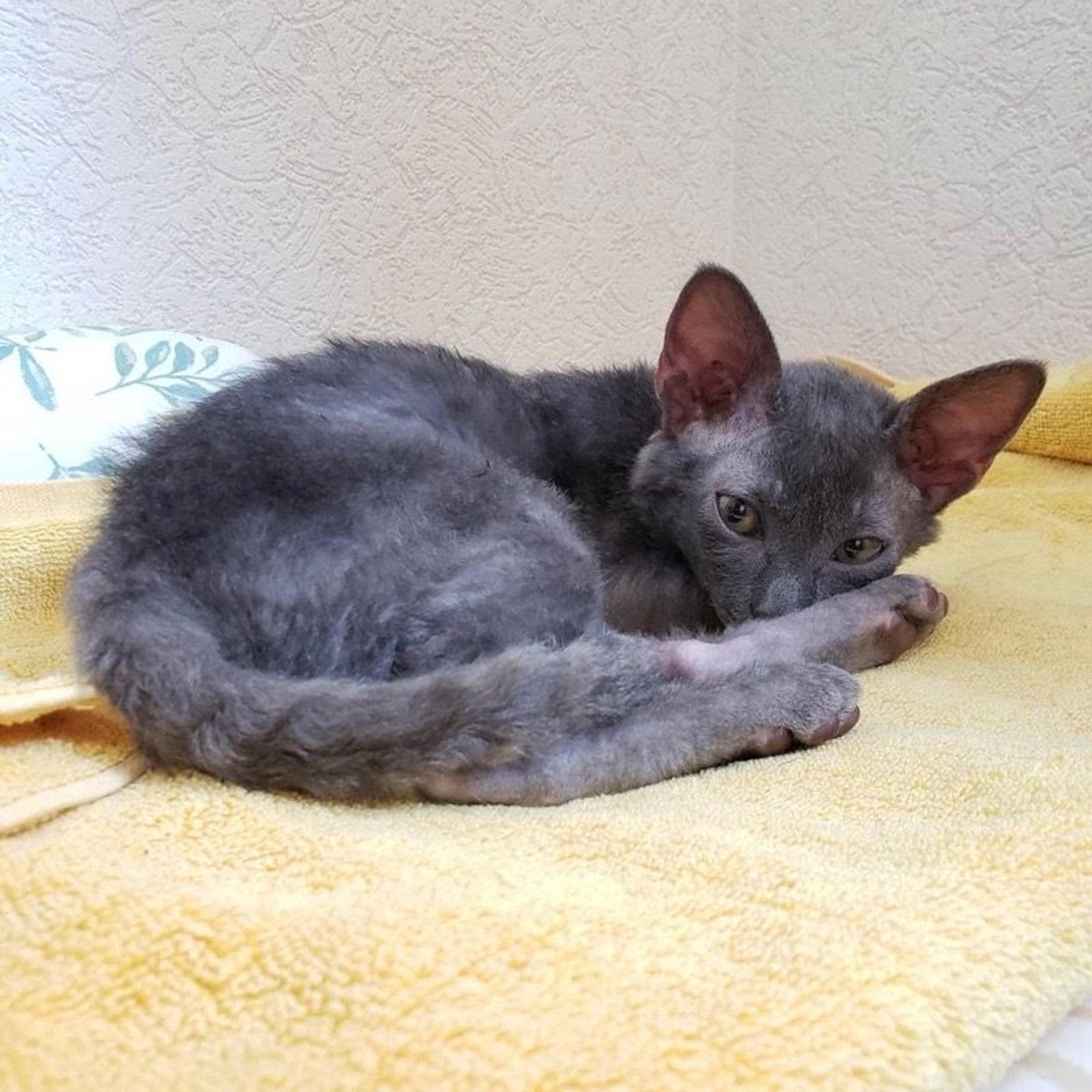 pet-image-2