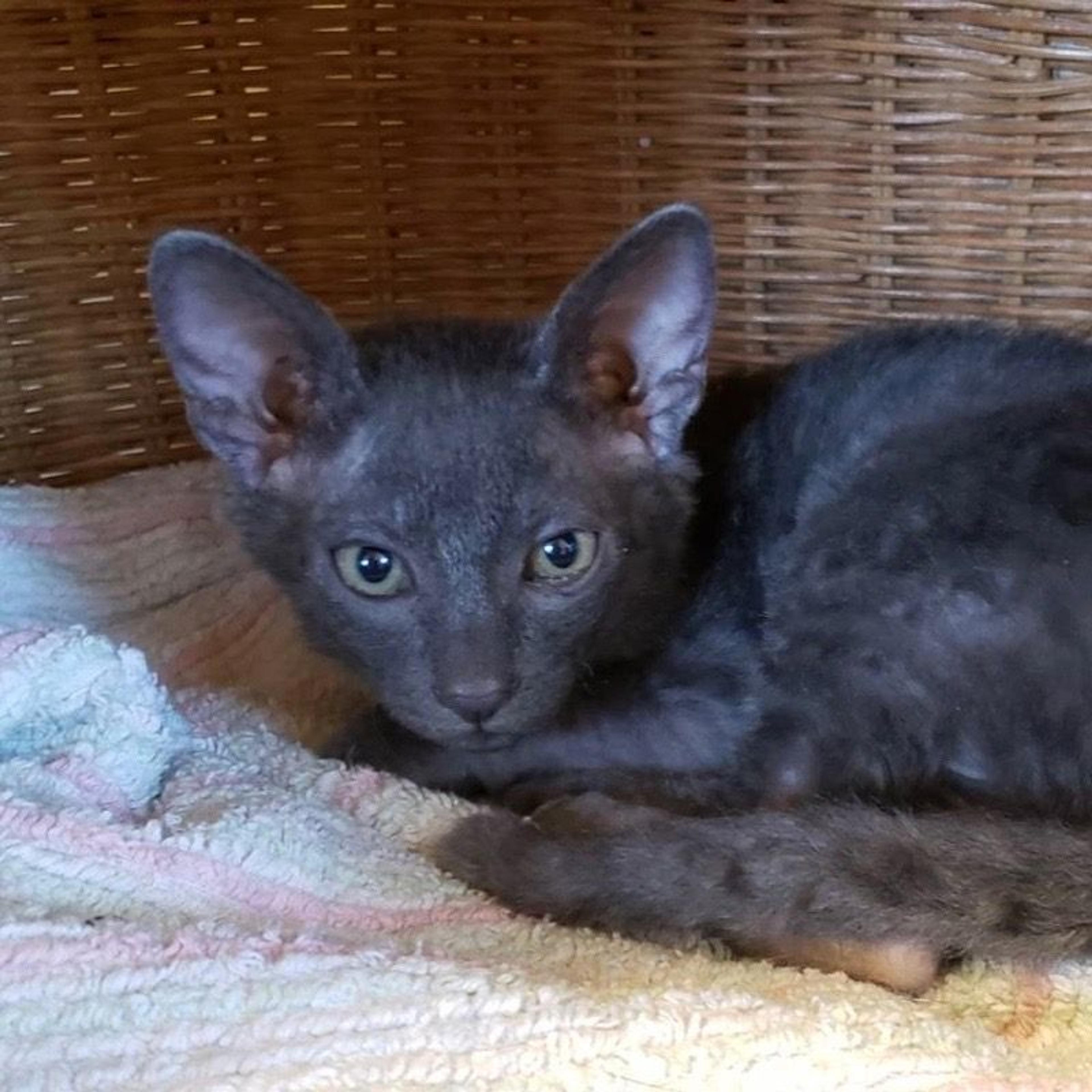 pet-image-3