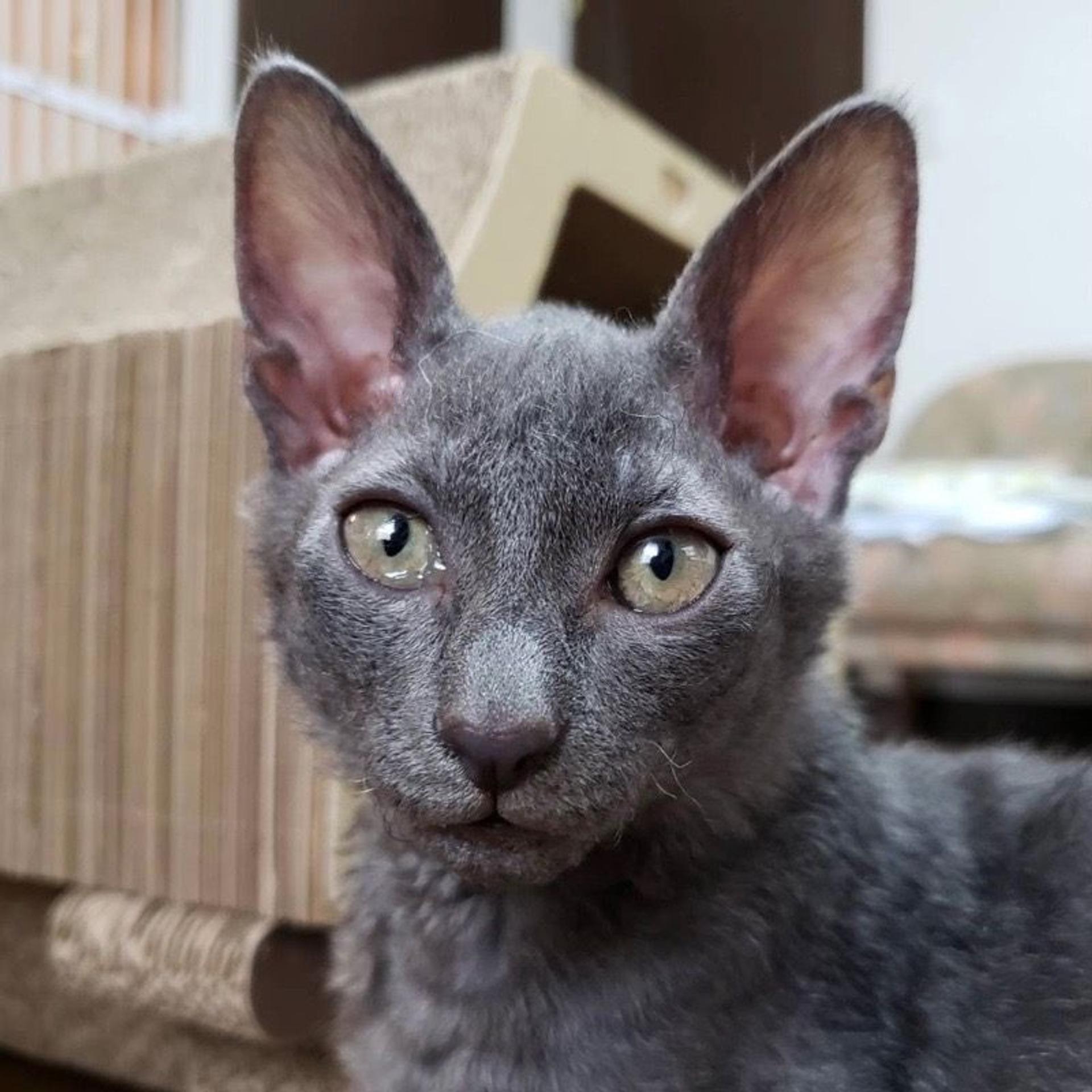 pet-image-4