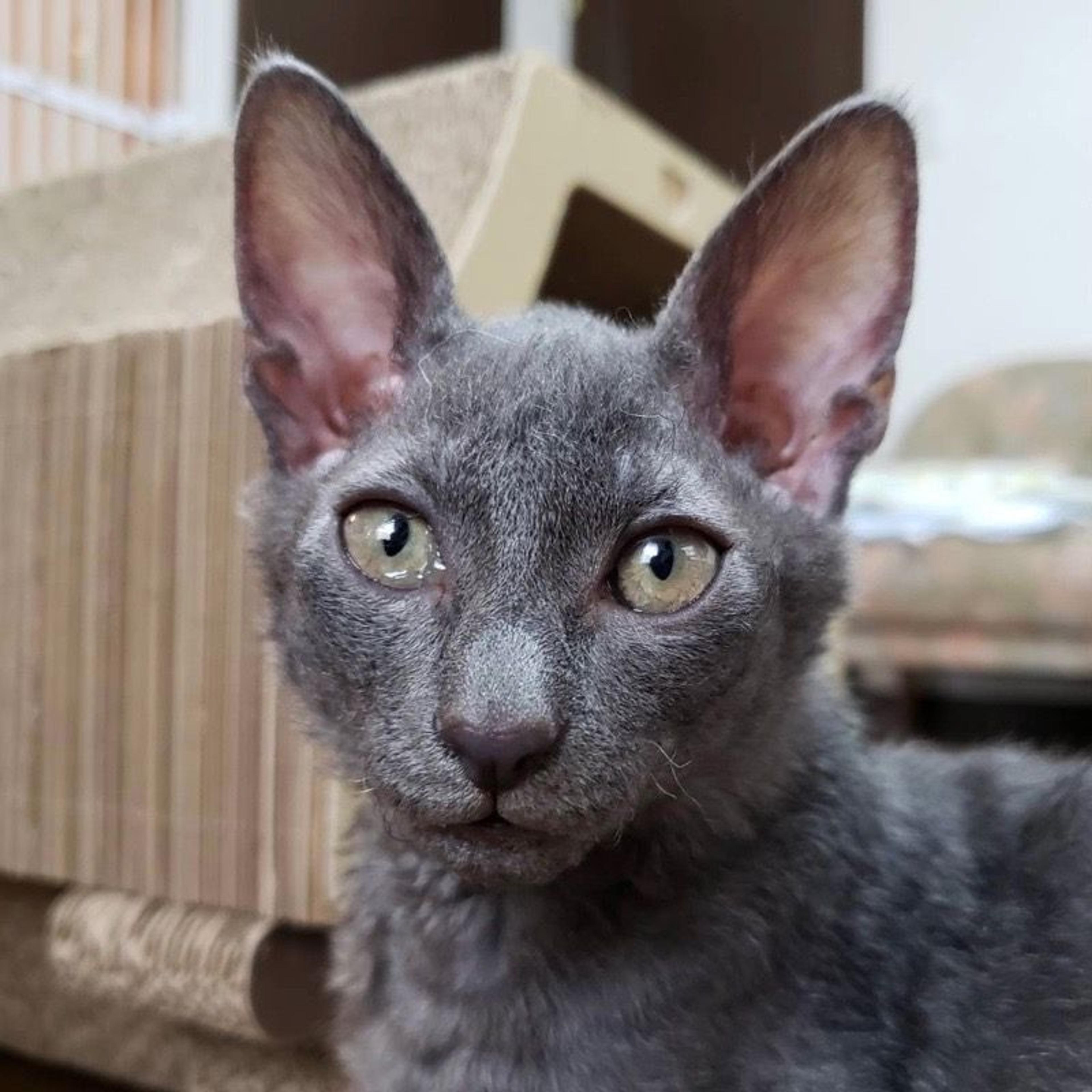 pet-image-4