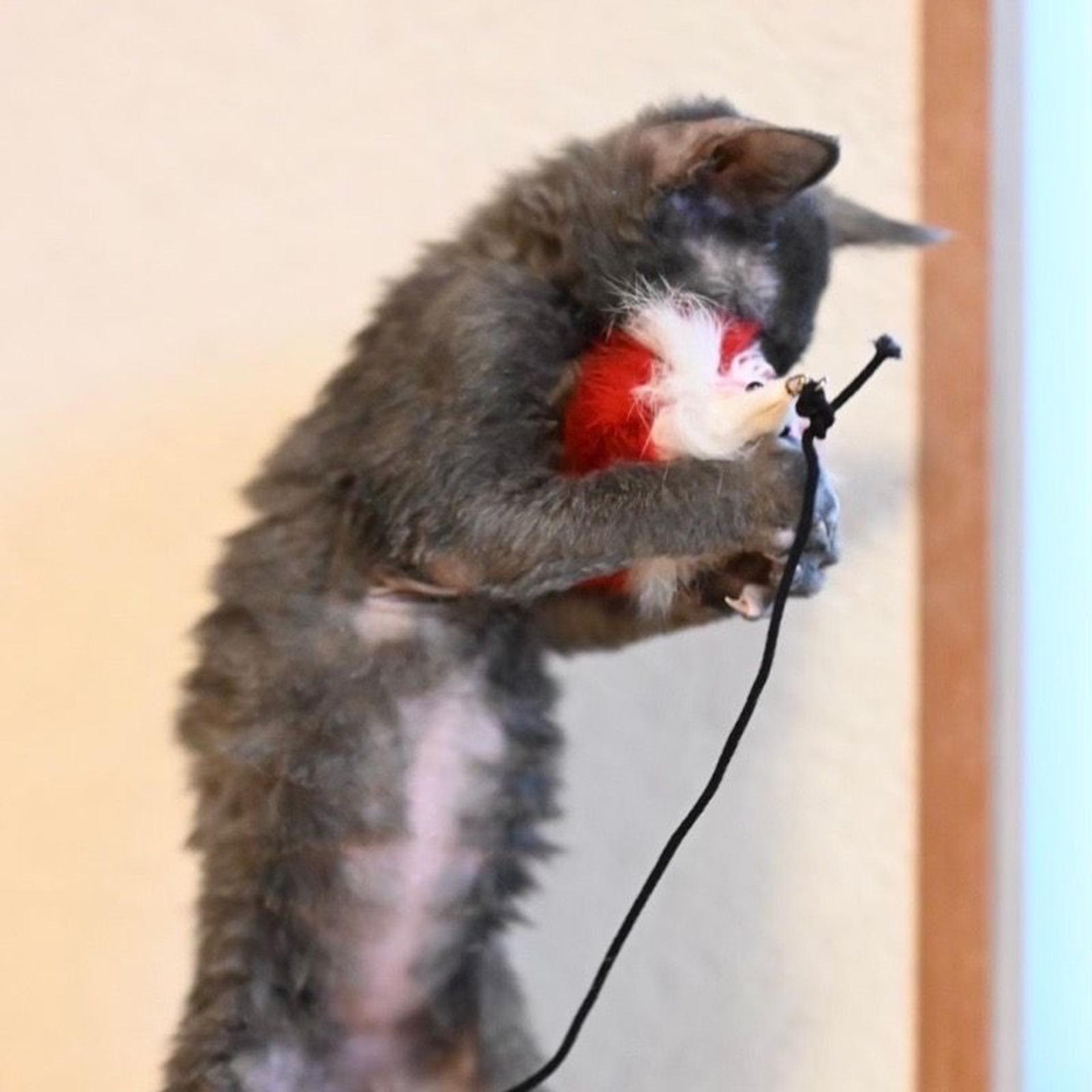 pet-image-5