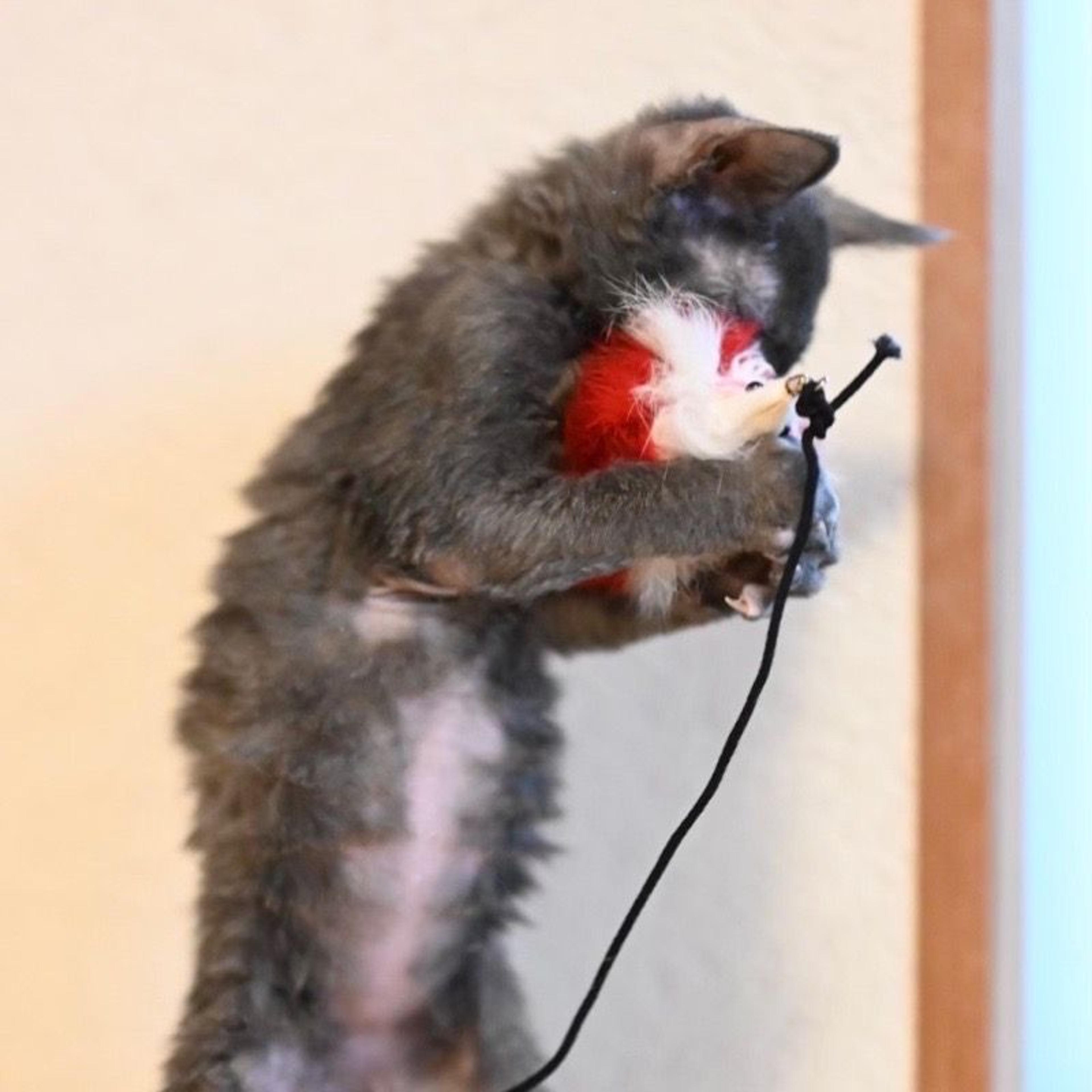 pet-image-5