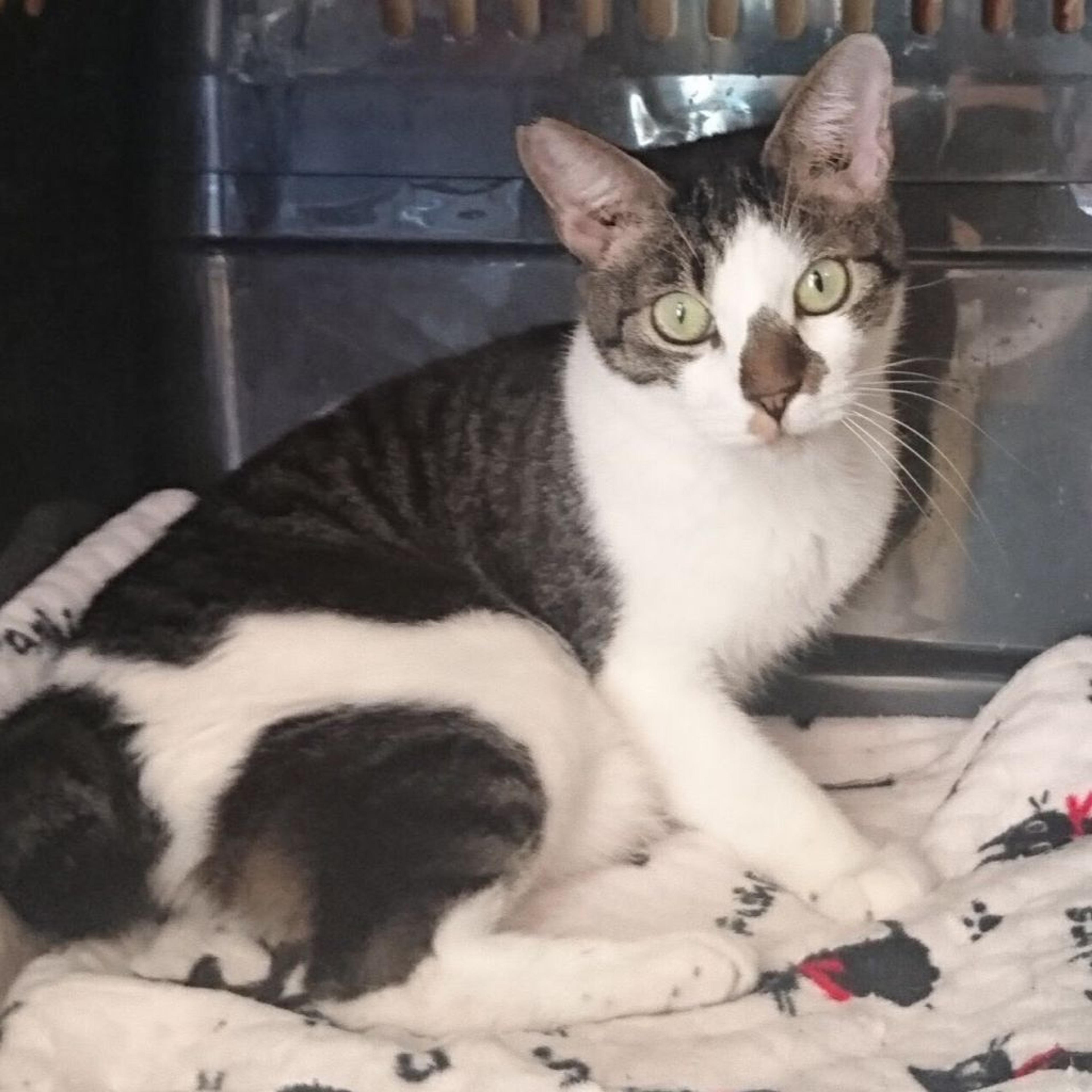 pet-image-2