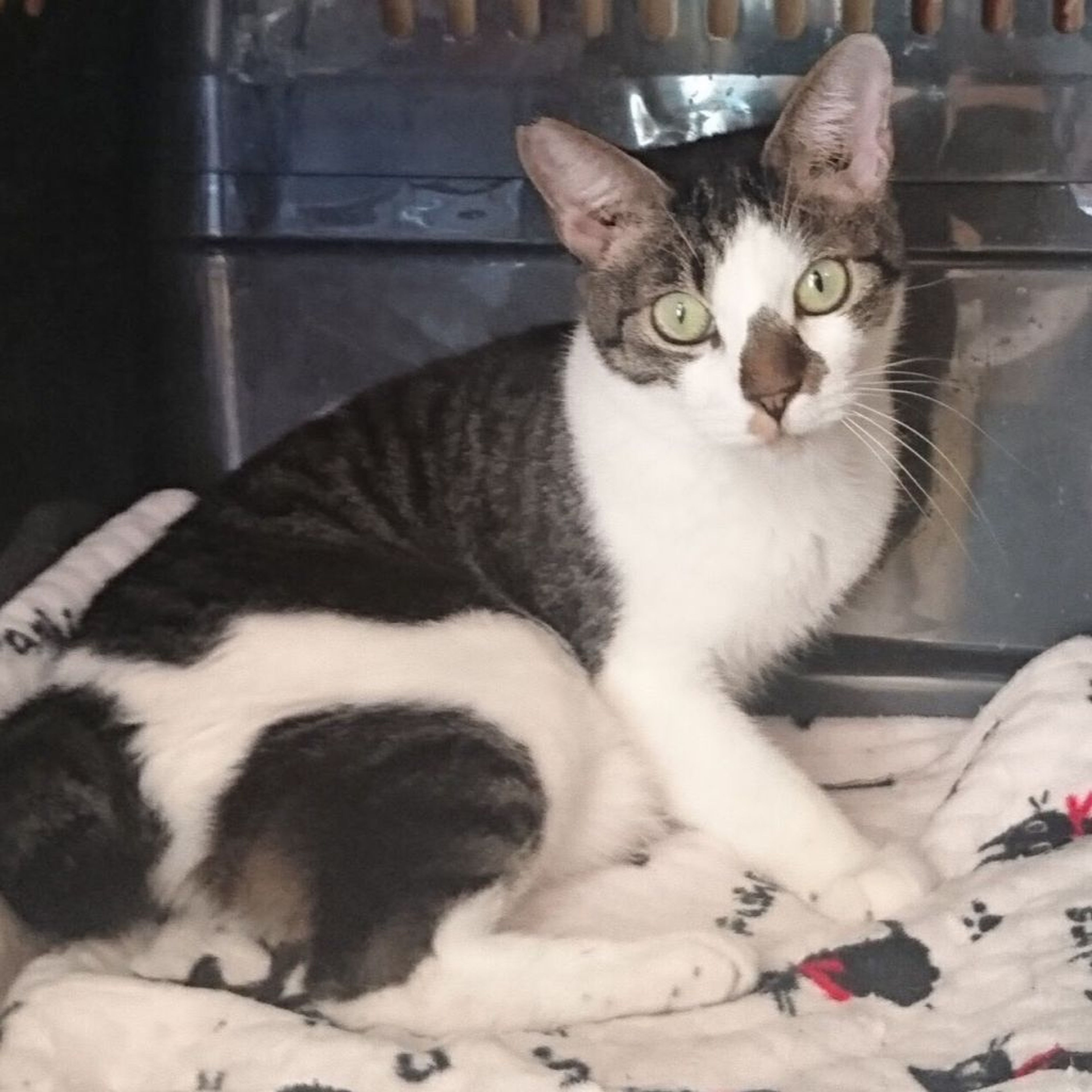 pet-image-2