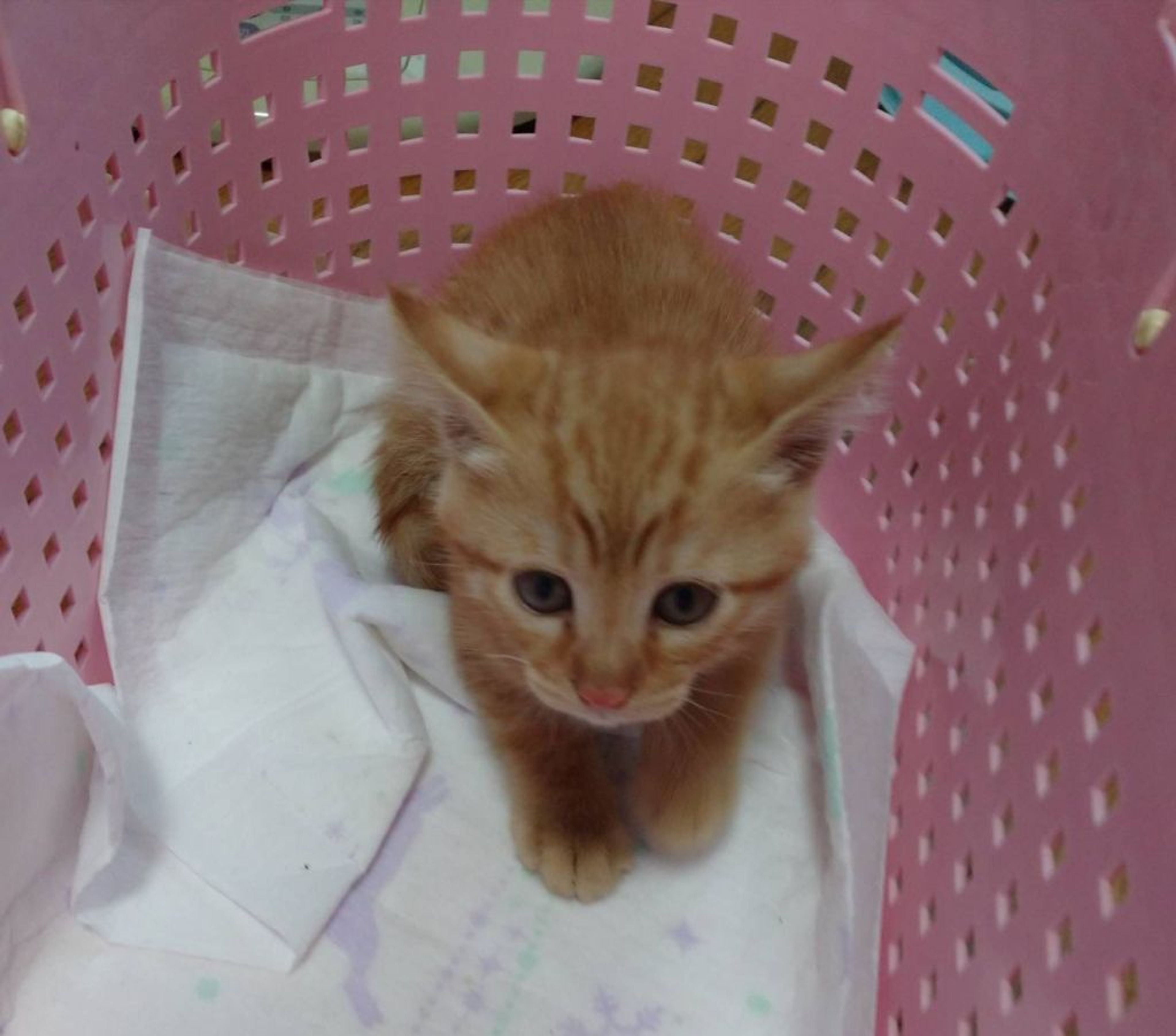 pet-image-3