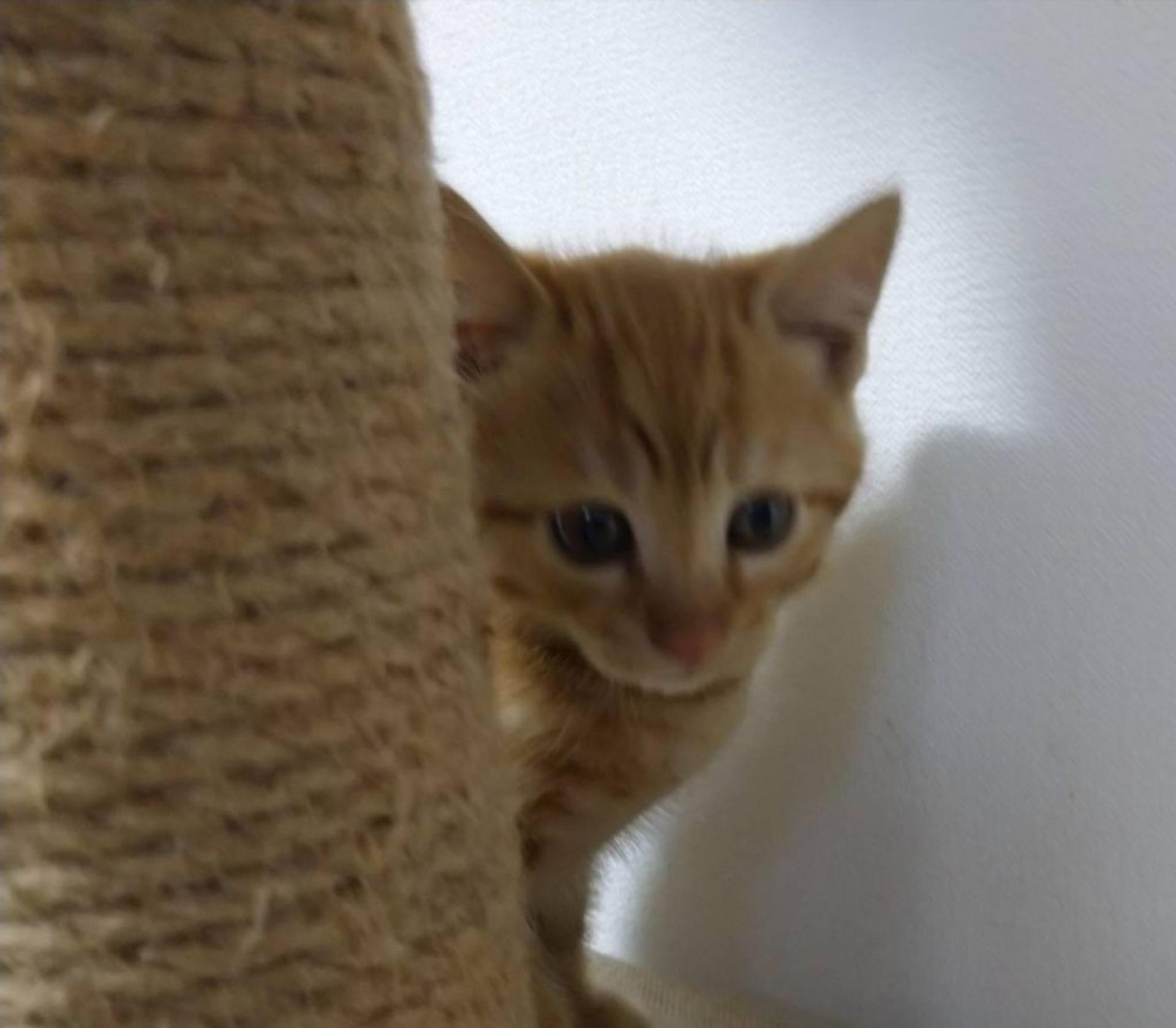 pet-image-4