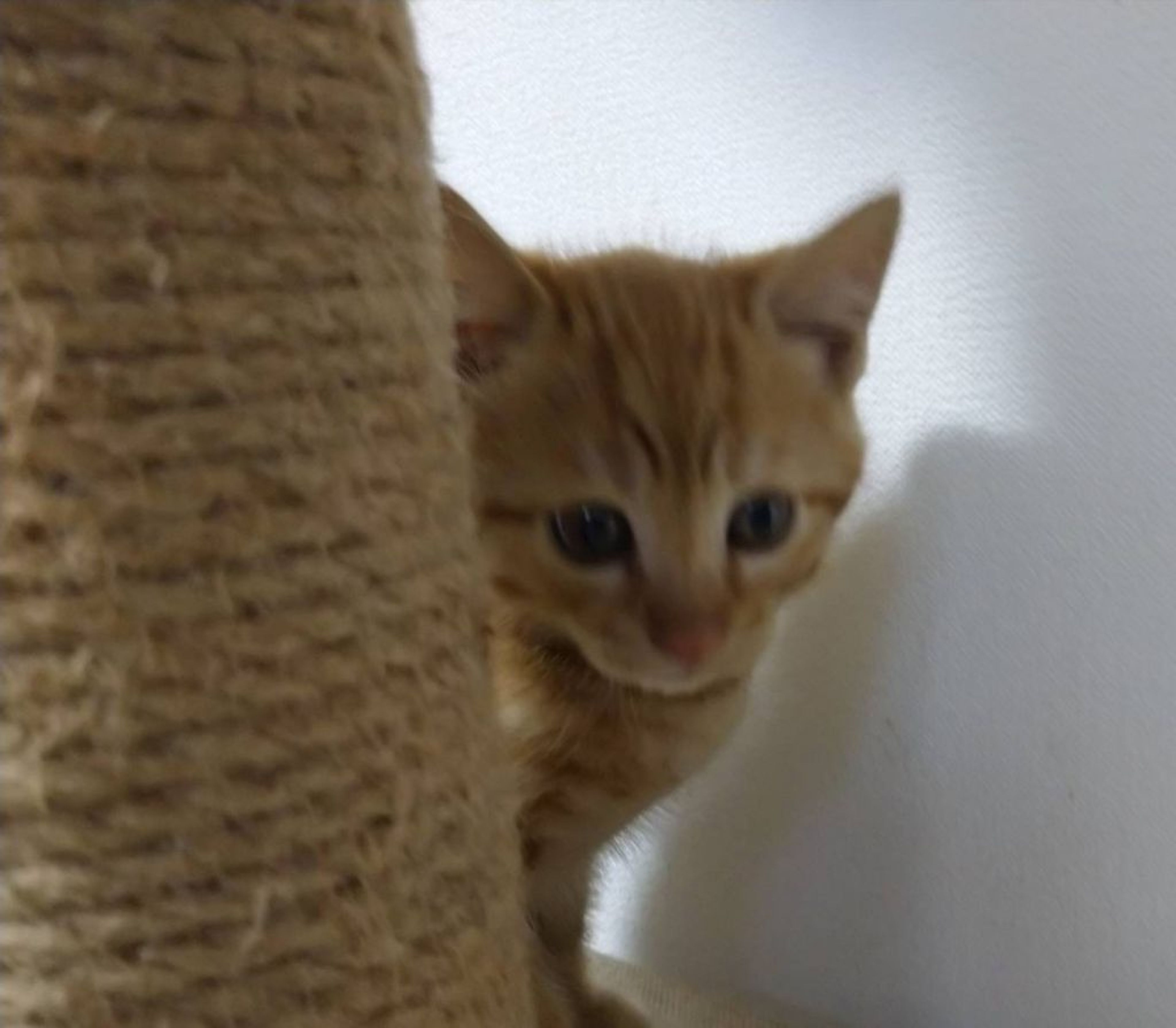 pet-image-4