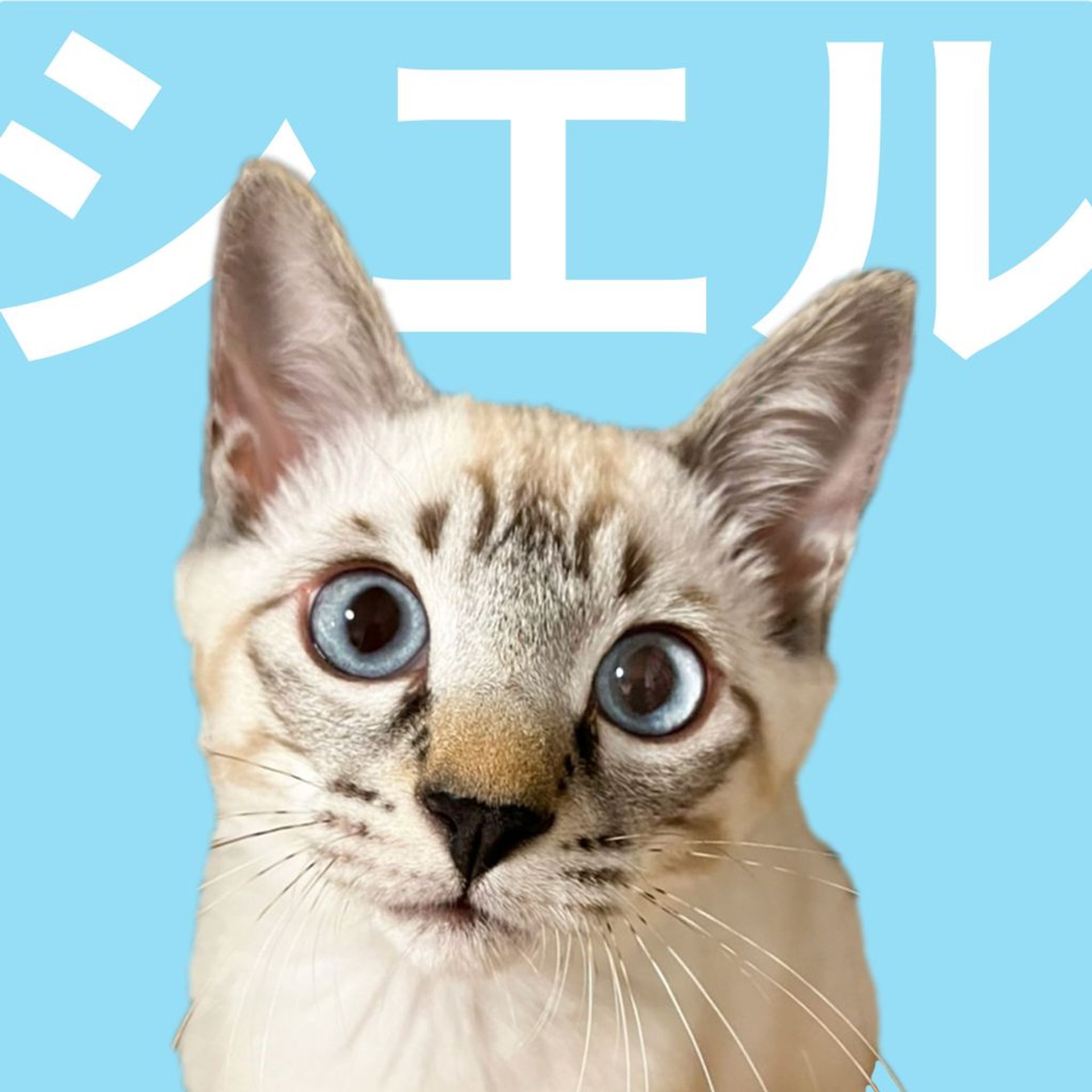 雑種（ミックス猫）・オスの里親募集の写真