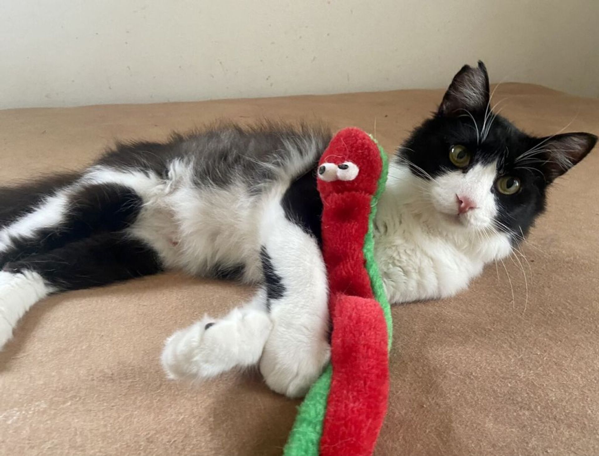 雑種（ミックス猫）・オスの里親募集の写真