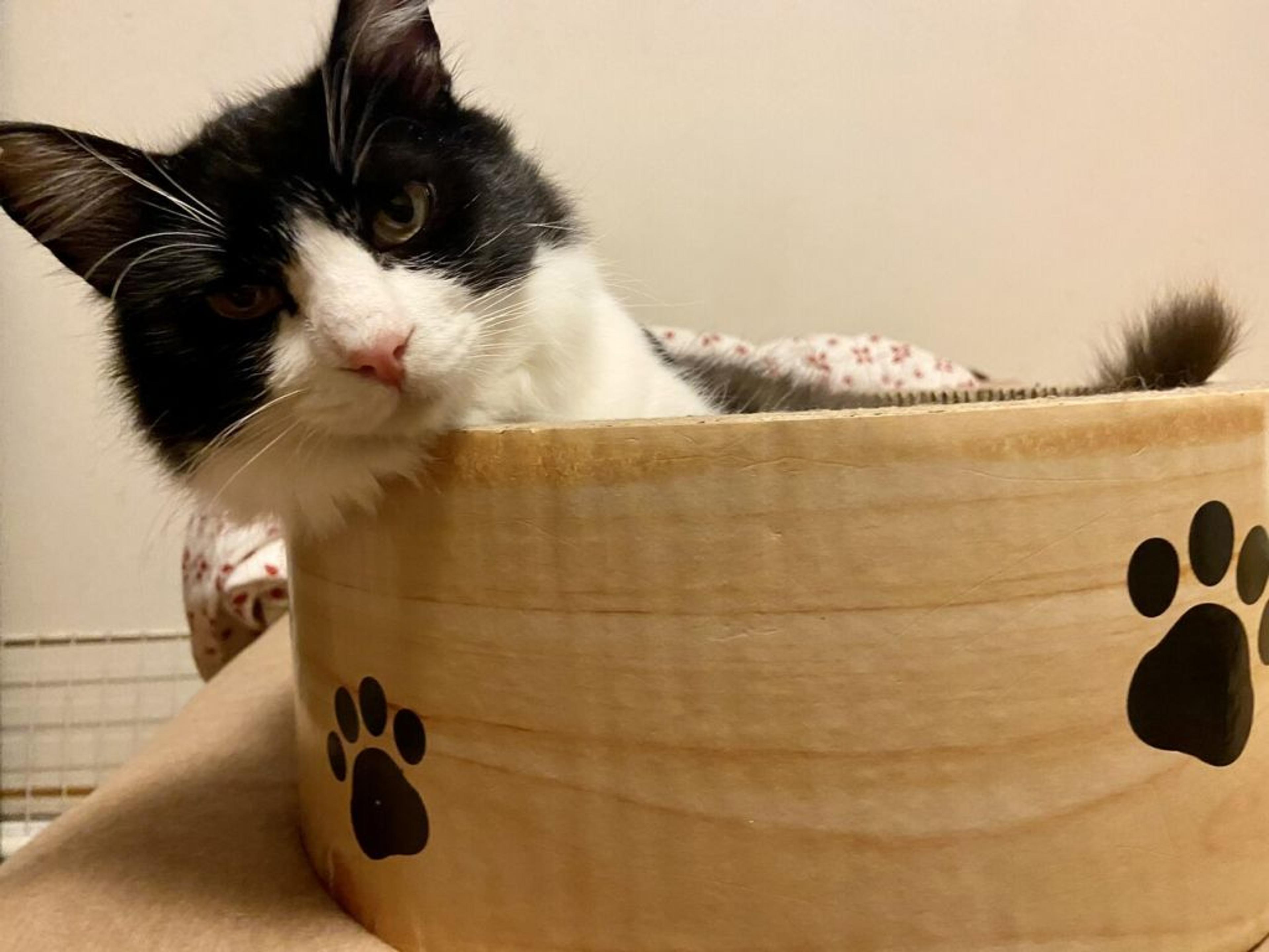 pet-image-5