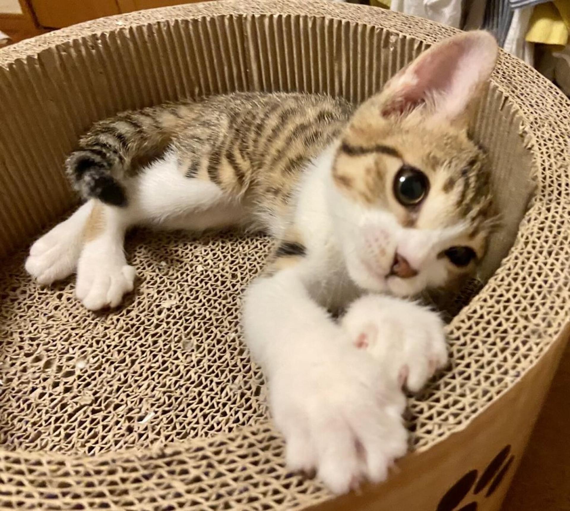 pet-image-2