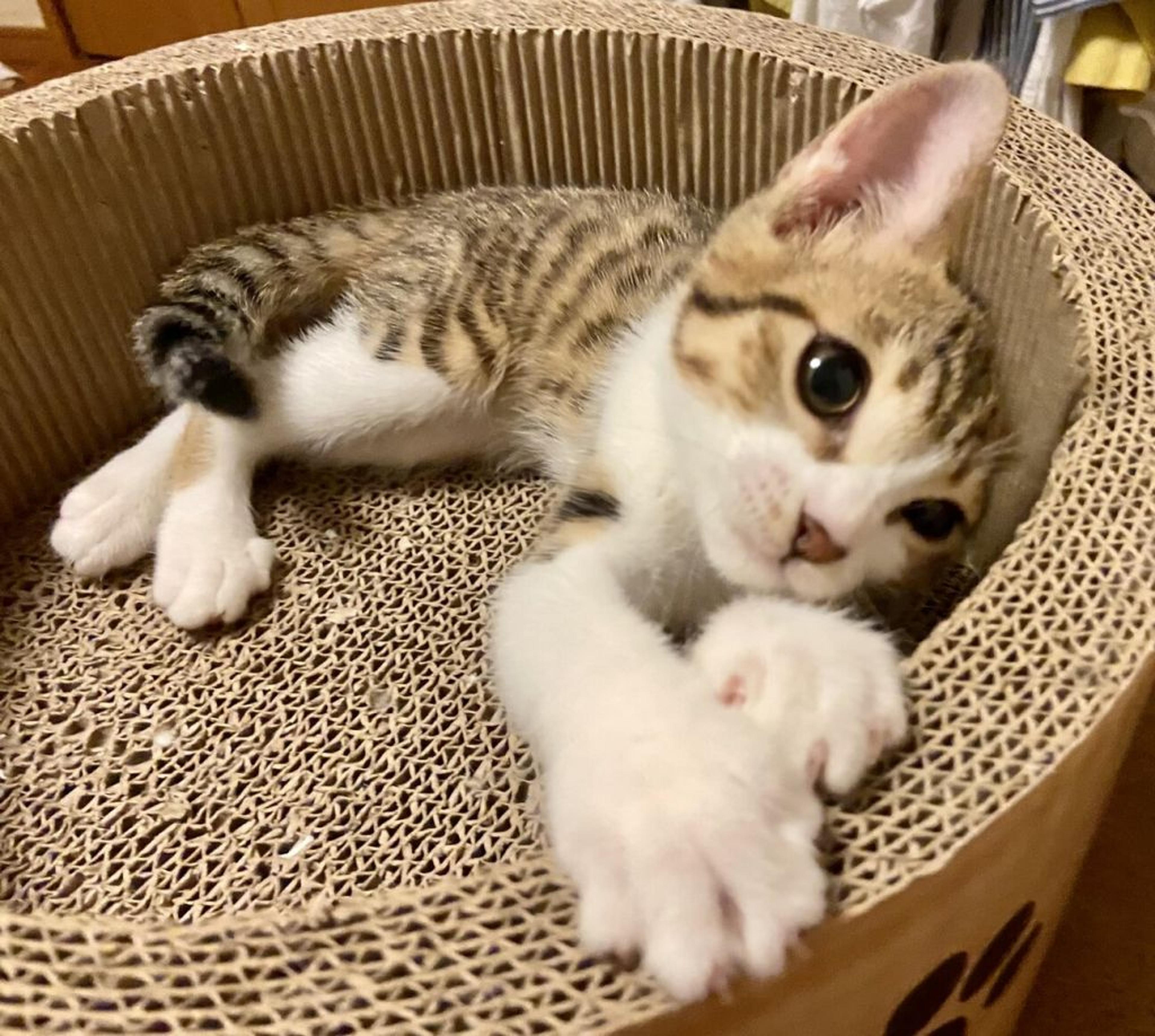 pet-image-2