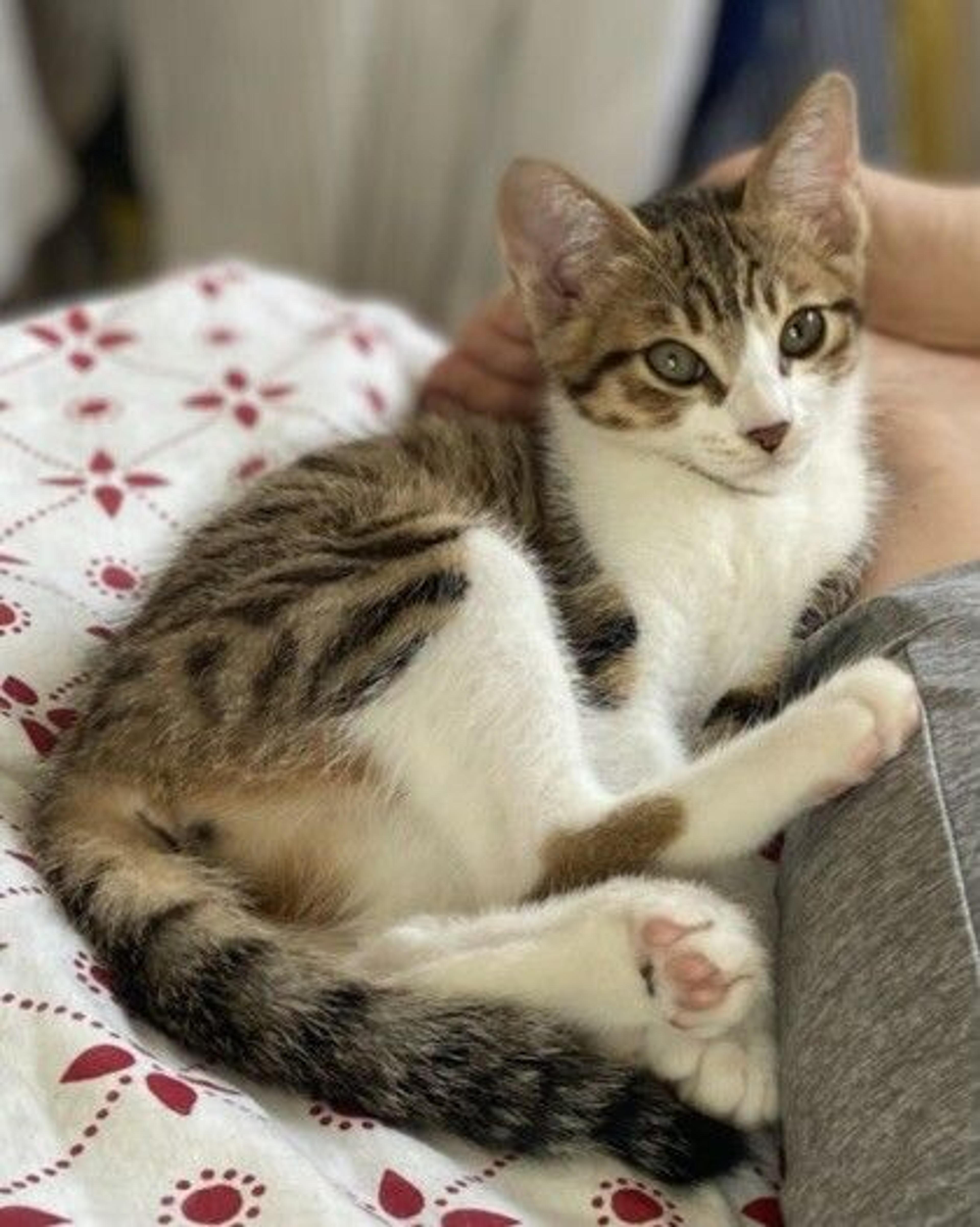 pet-image-5