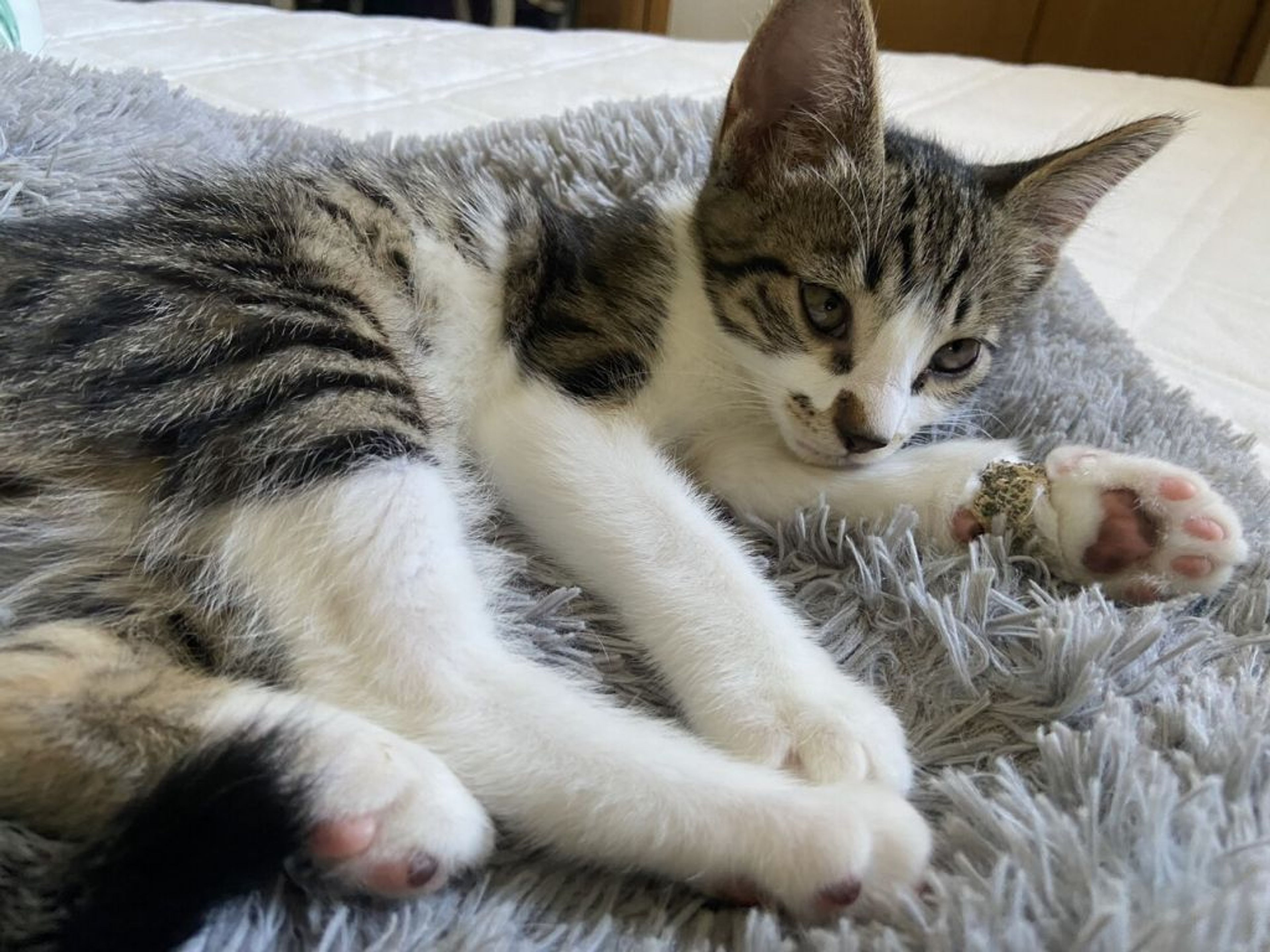 pet-image-2
