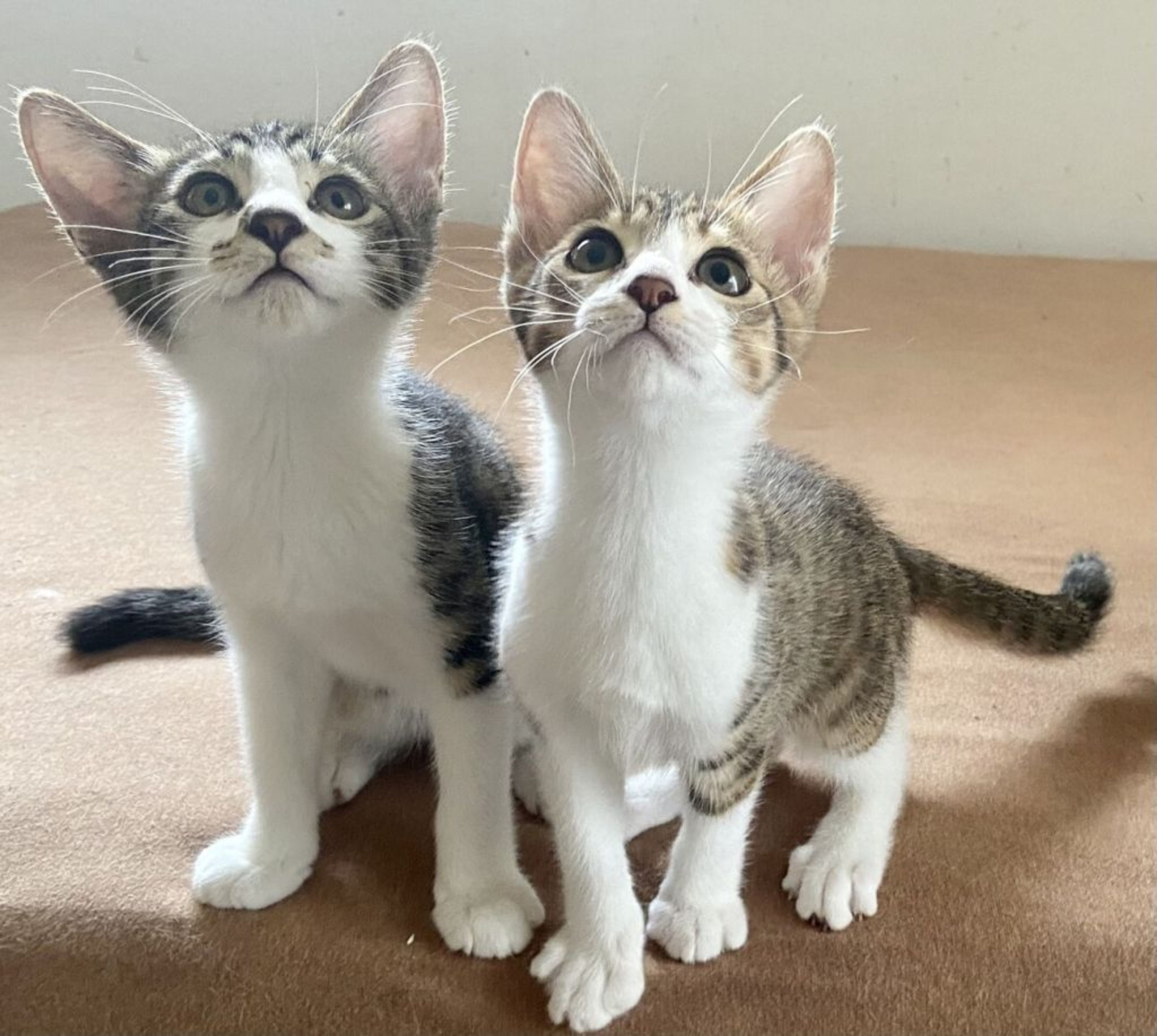 pet-image-4