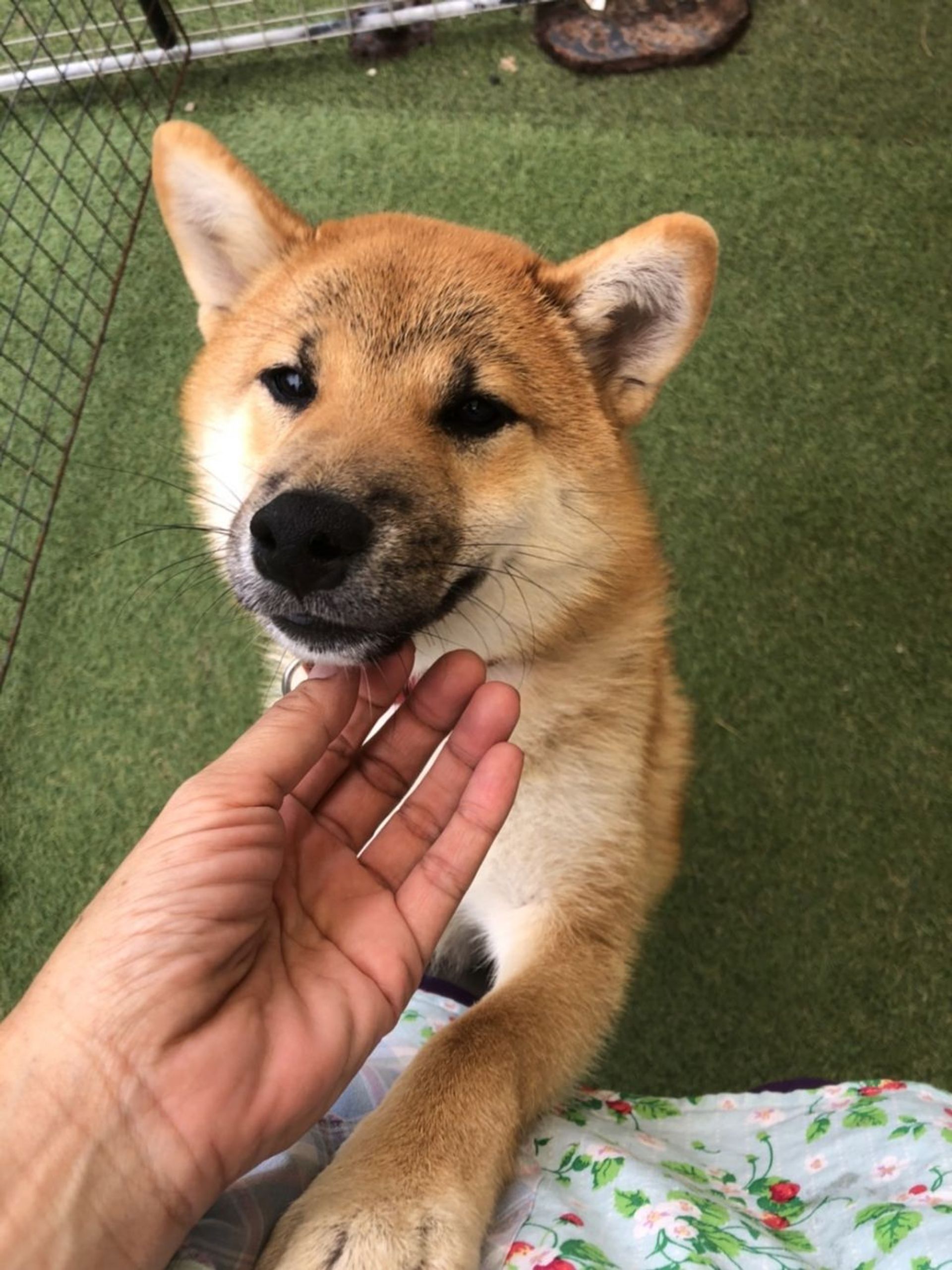 柴犬・オスの里親募集の写真
