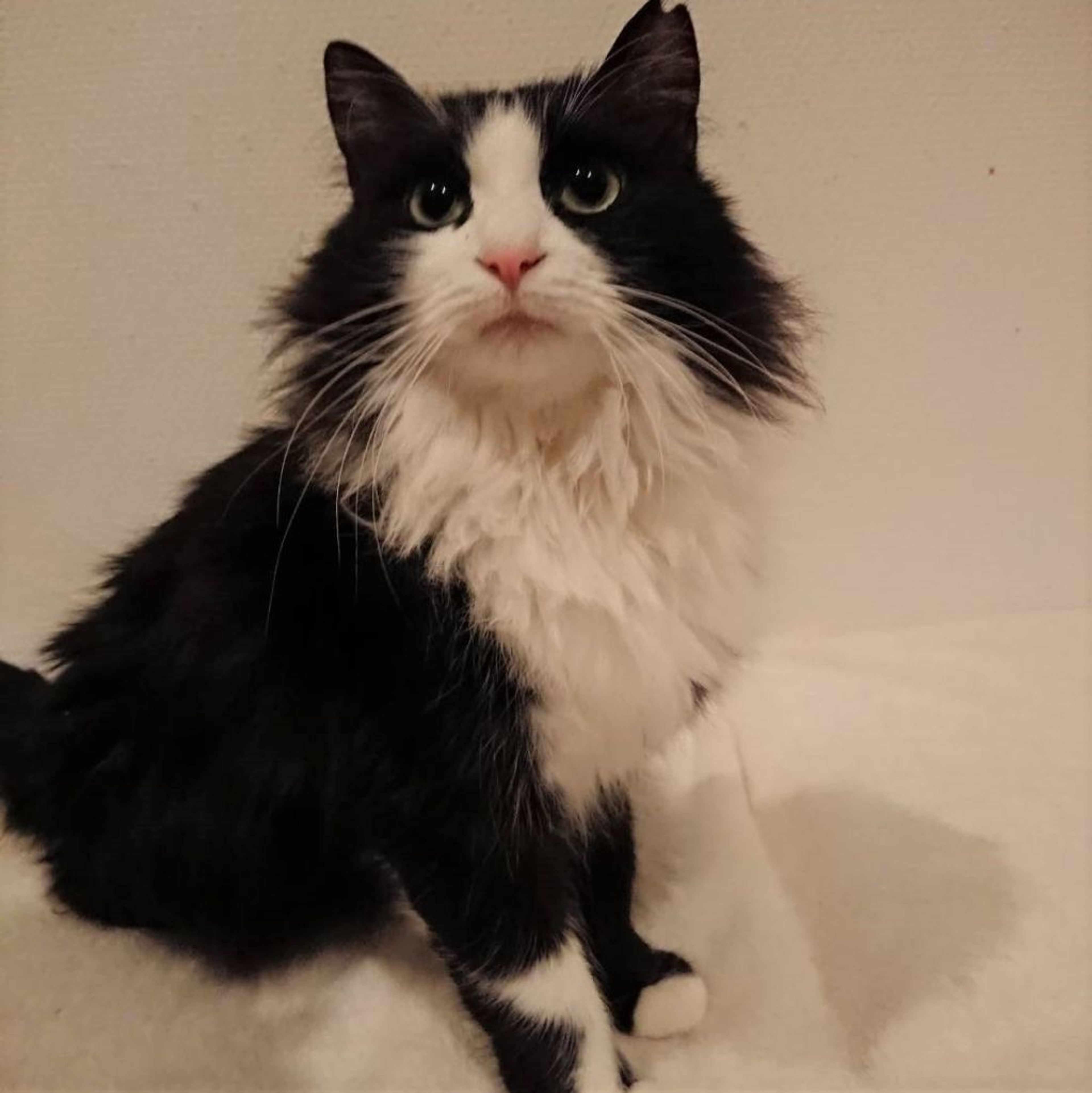 雑種（ミックス猫）・メスの里親募集の写真