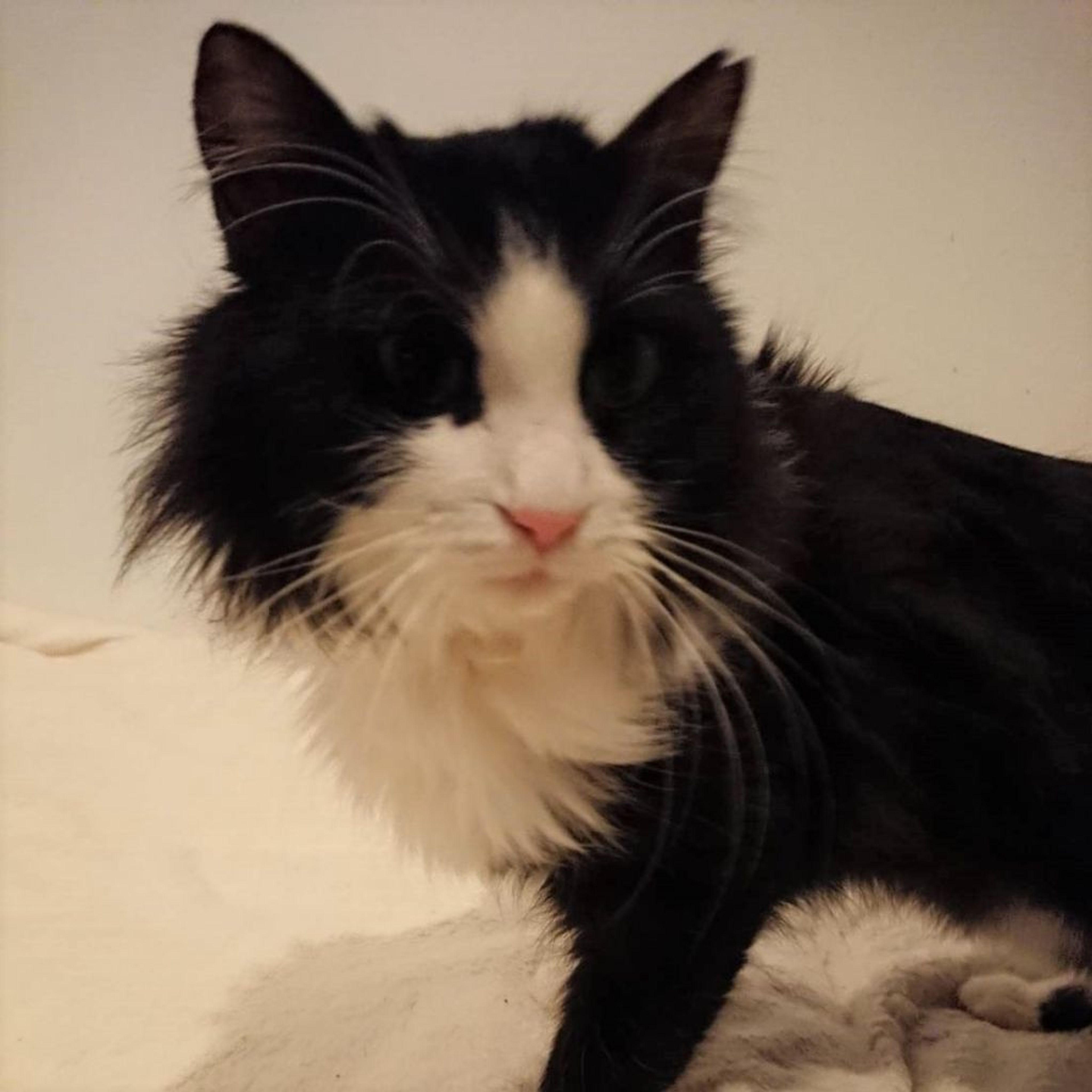 pet-image-2