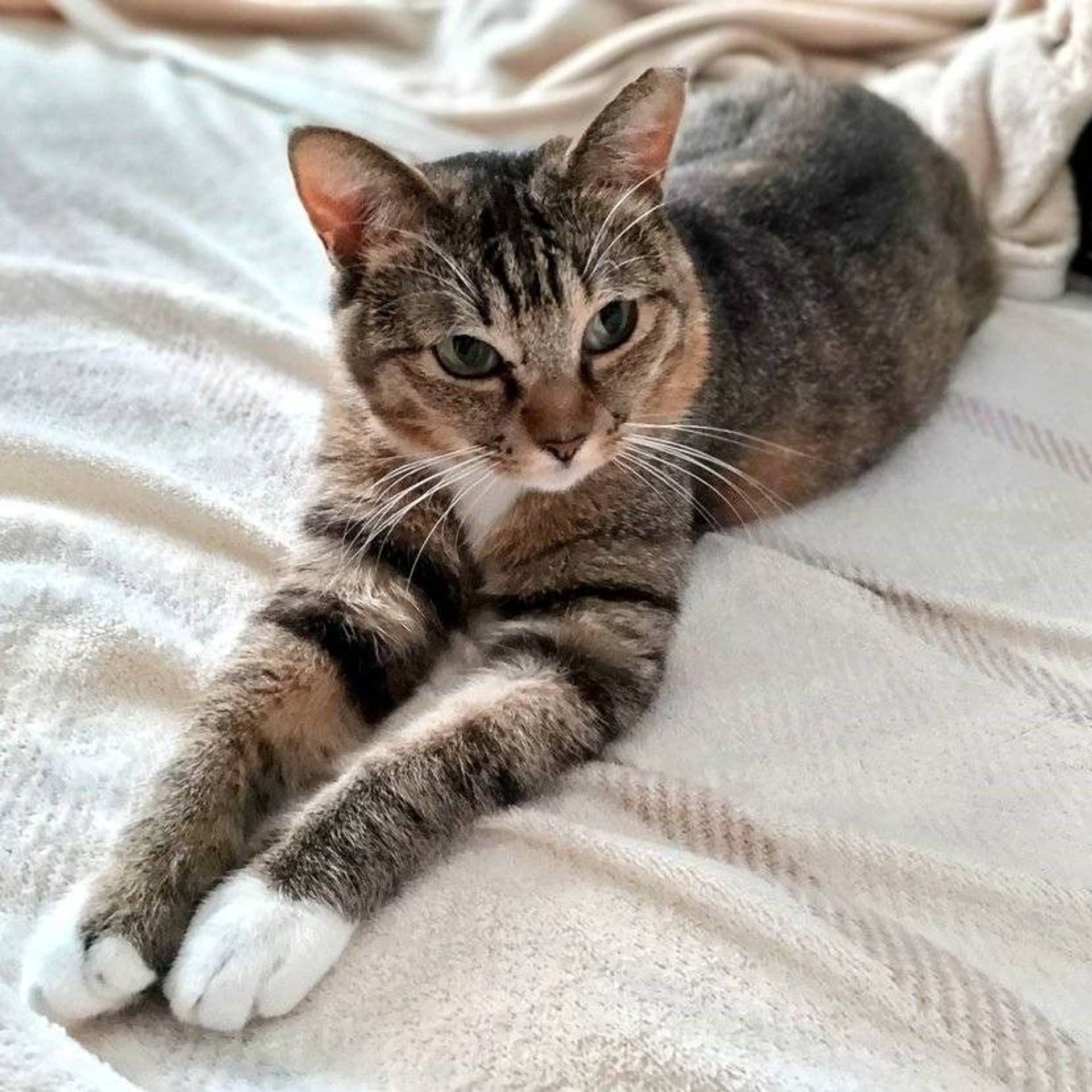 雑種（ミックス猫）・メスの里親募集の写真