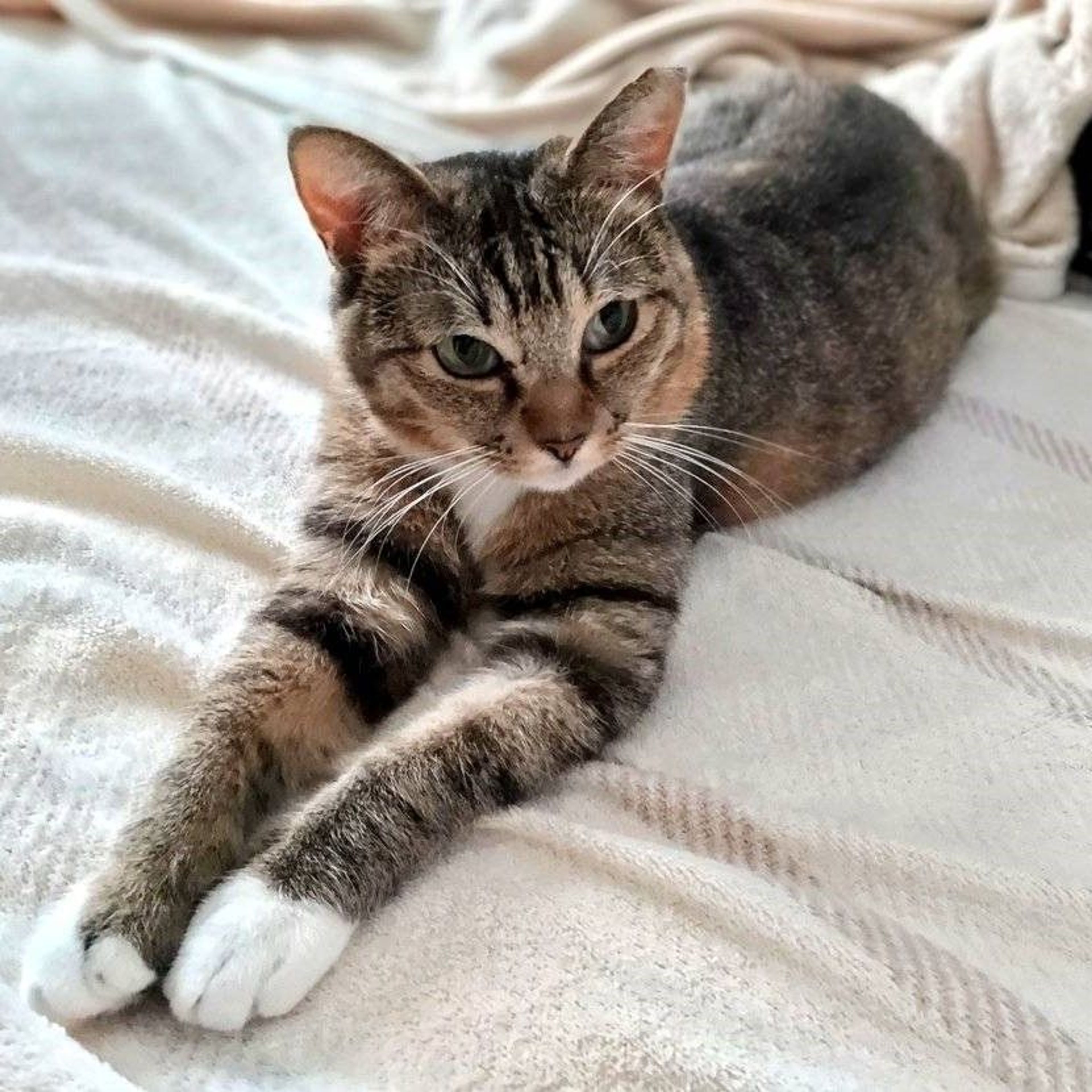 雑種（ミックス猫）・メスの里親募集の写真