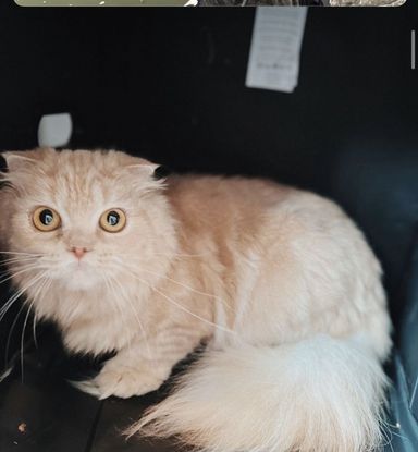 チェダーの写真