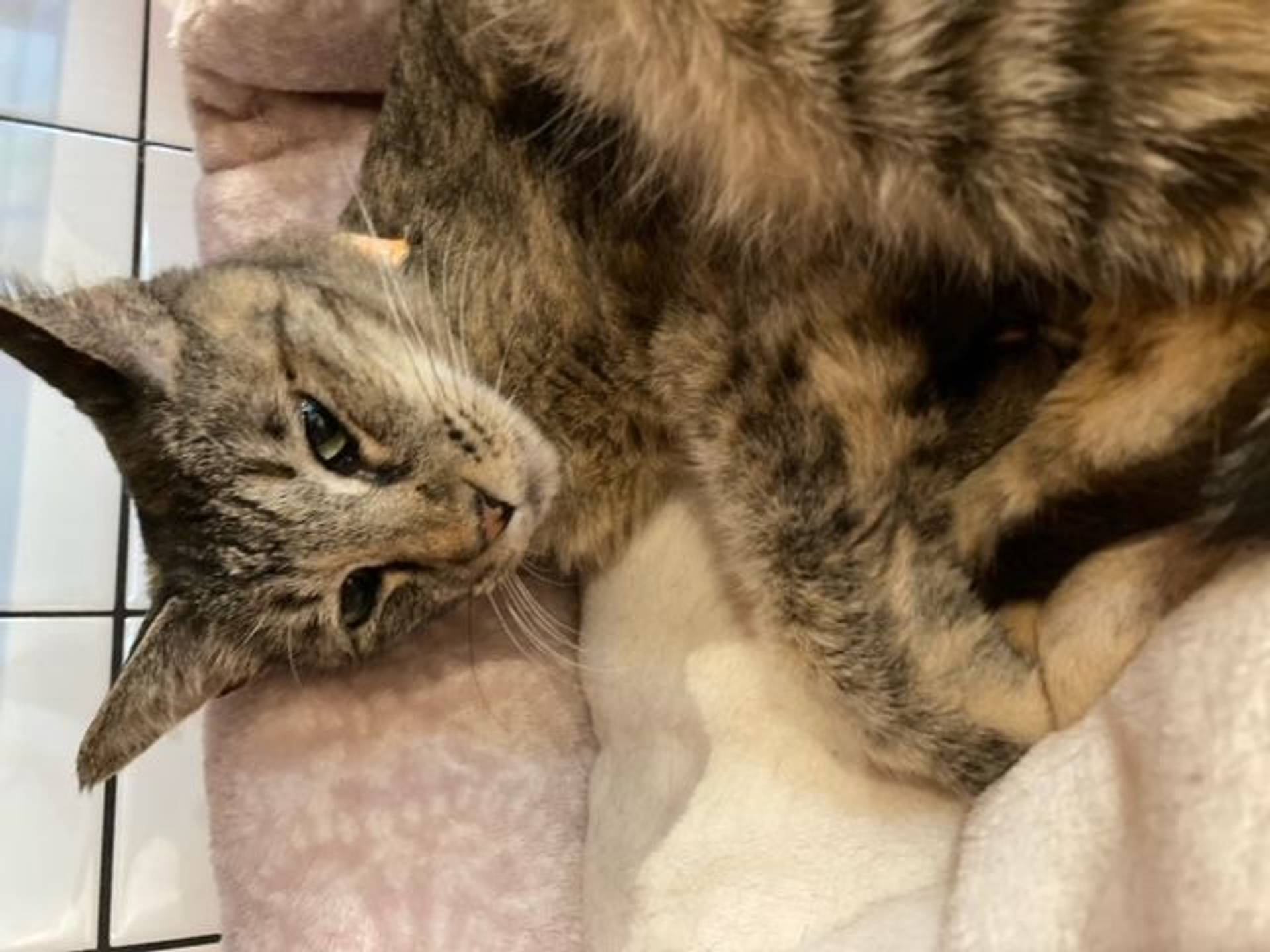 雑種（ミックス猫）・メスの里親募集の写真