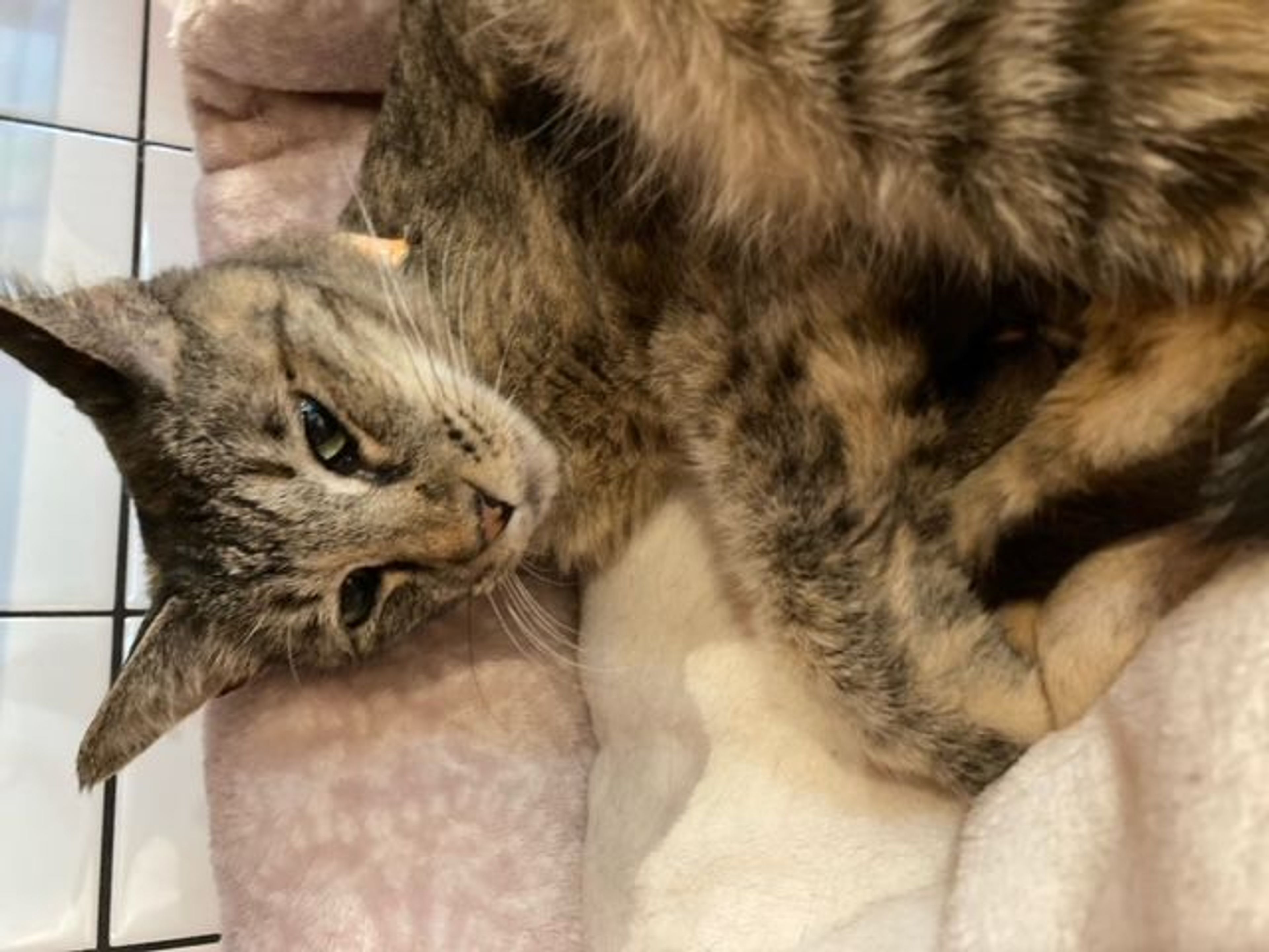 雑種（ミックス猫）・メスの里親募集の写真