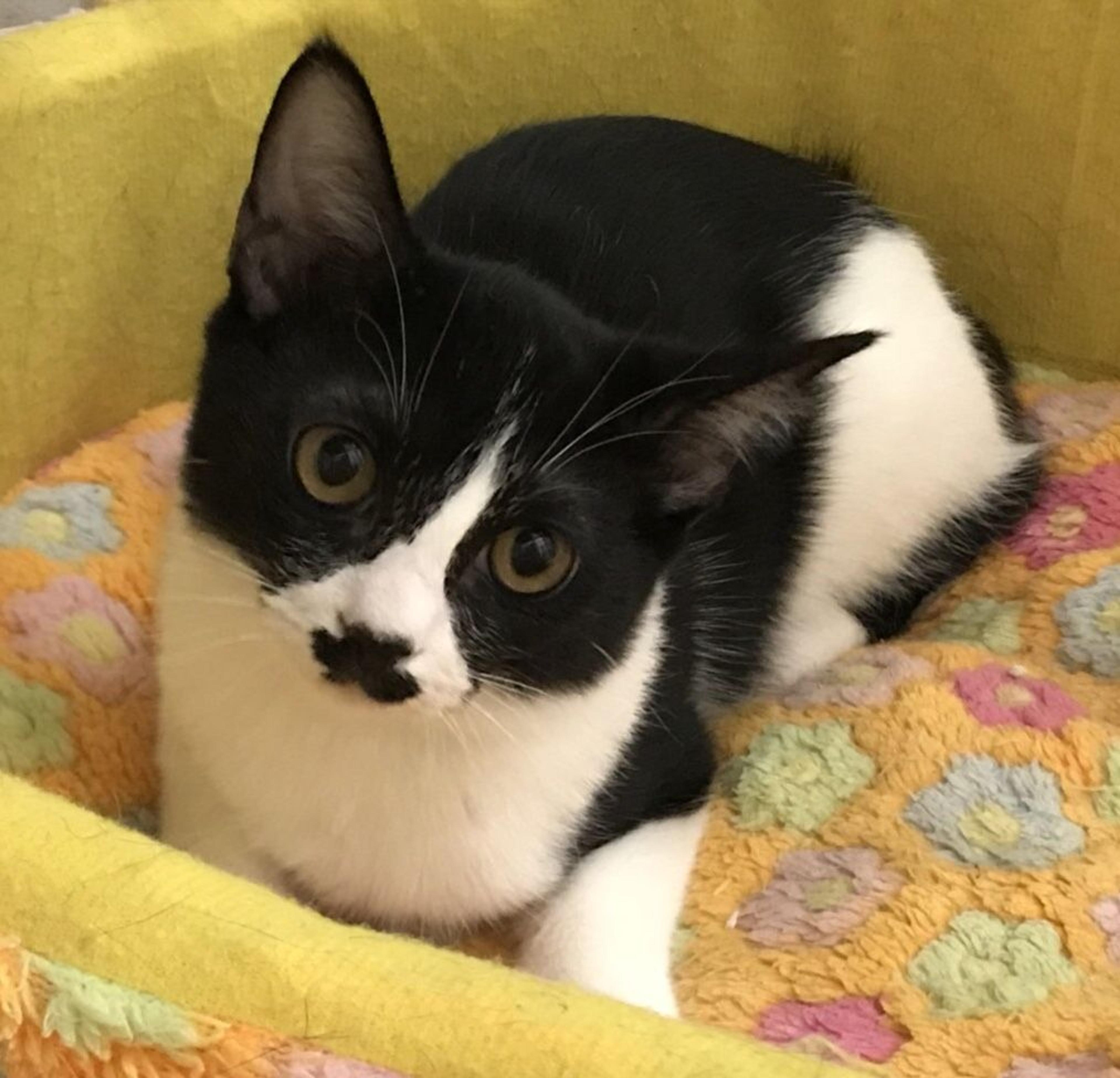pet-image-2