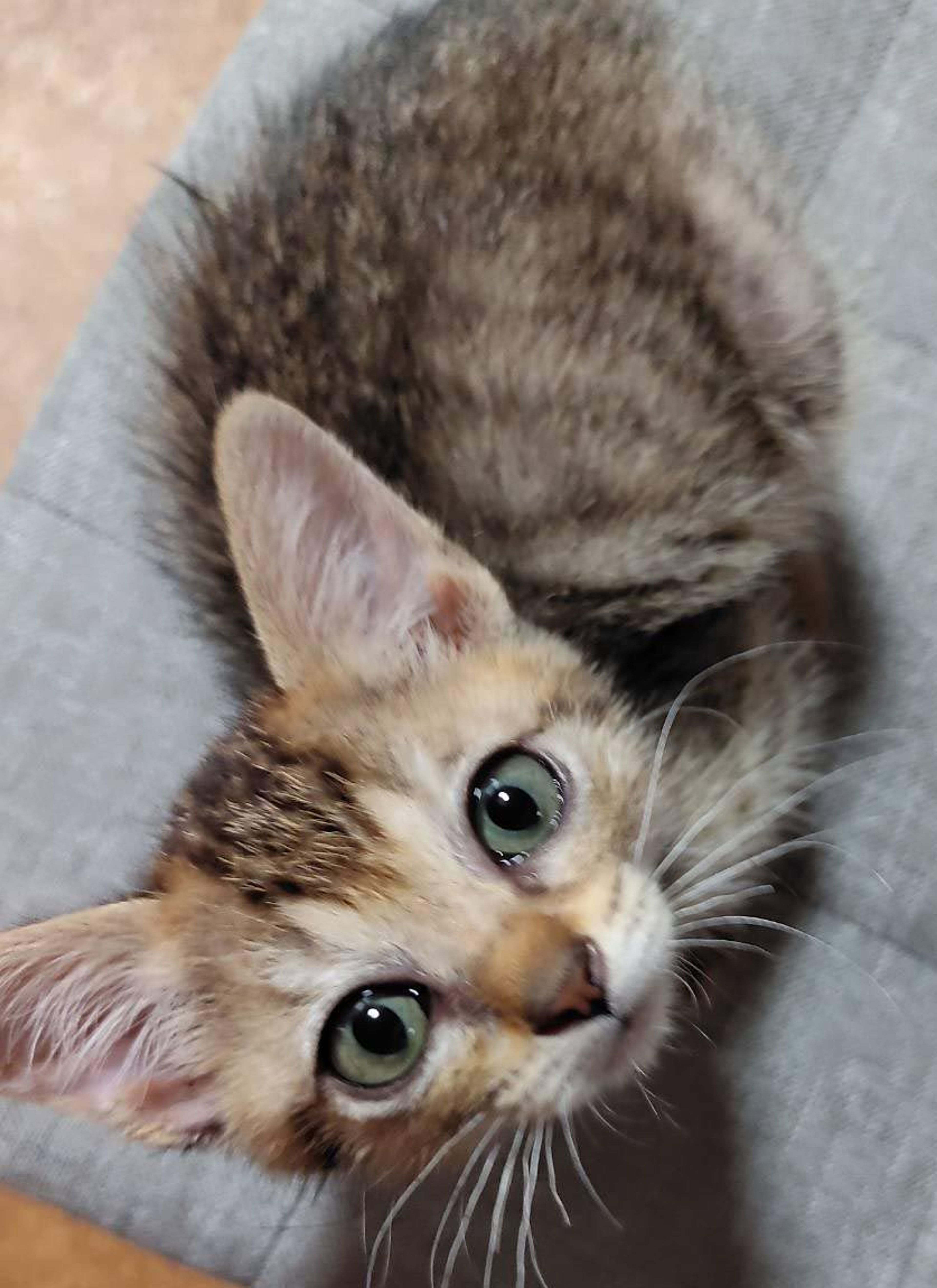 pet-image-4